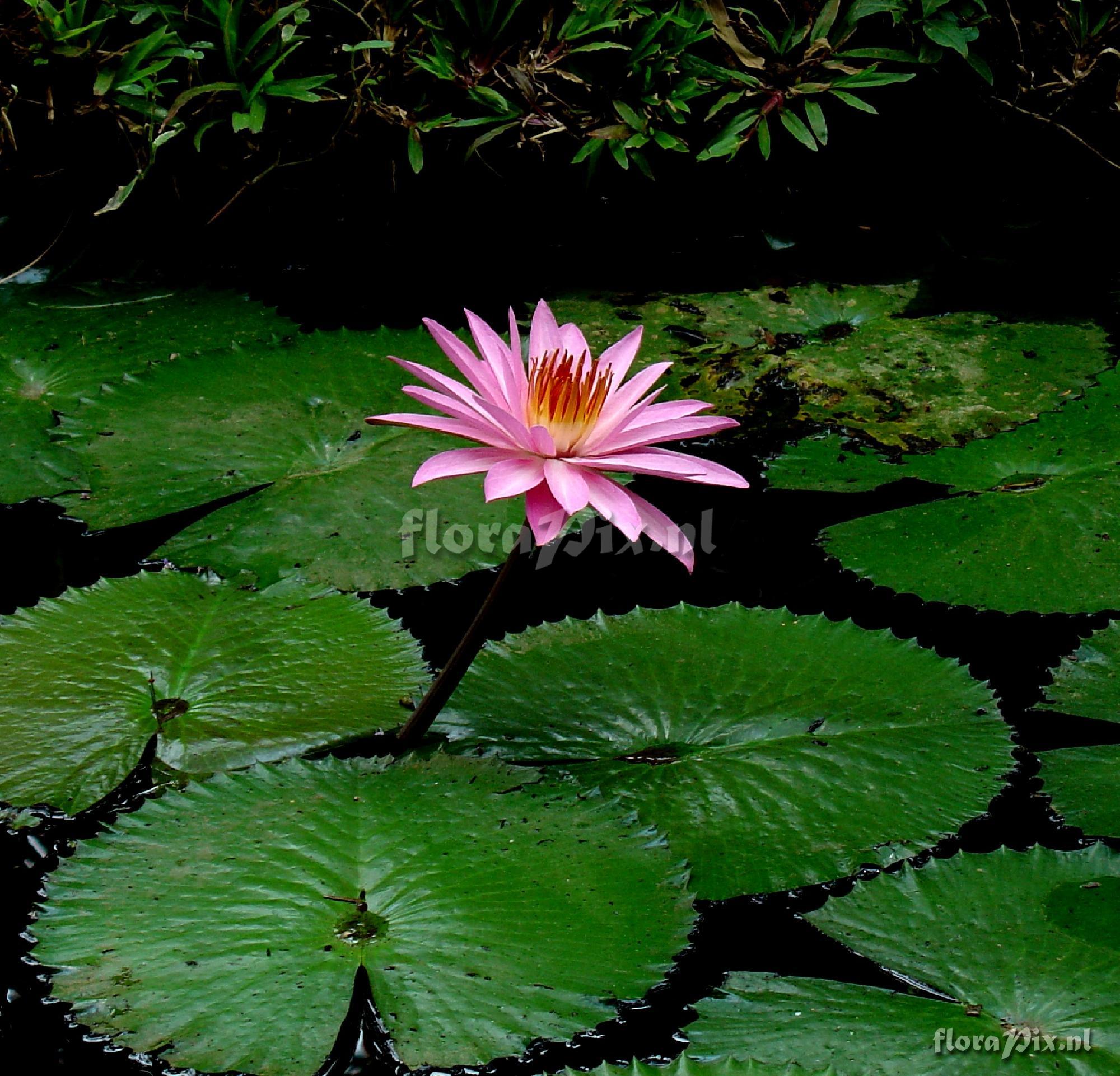 Nymphaea sp. Nymphyaecae