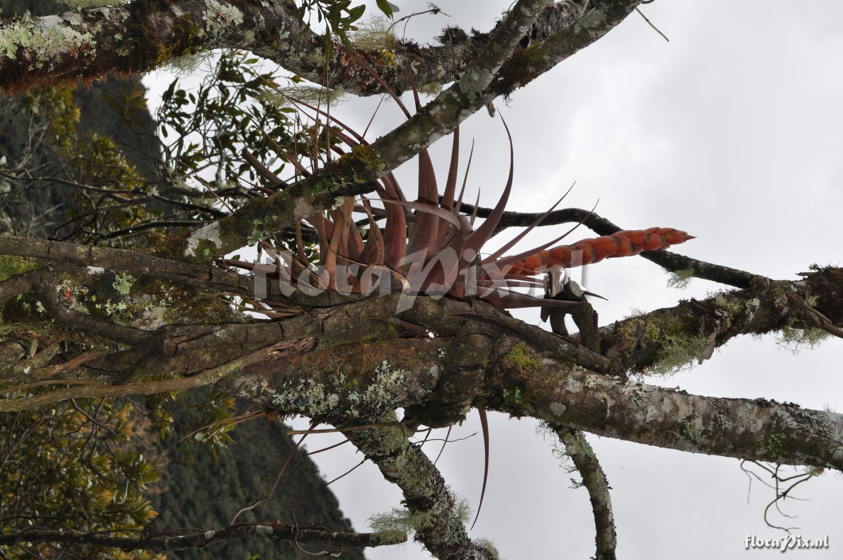 Tillandsia portillae