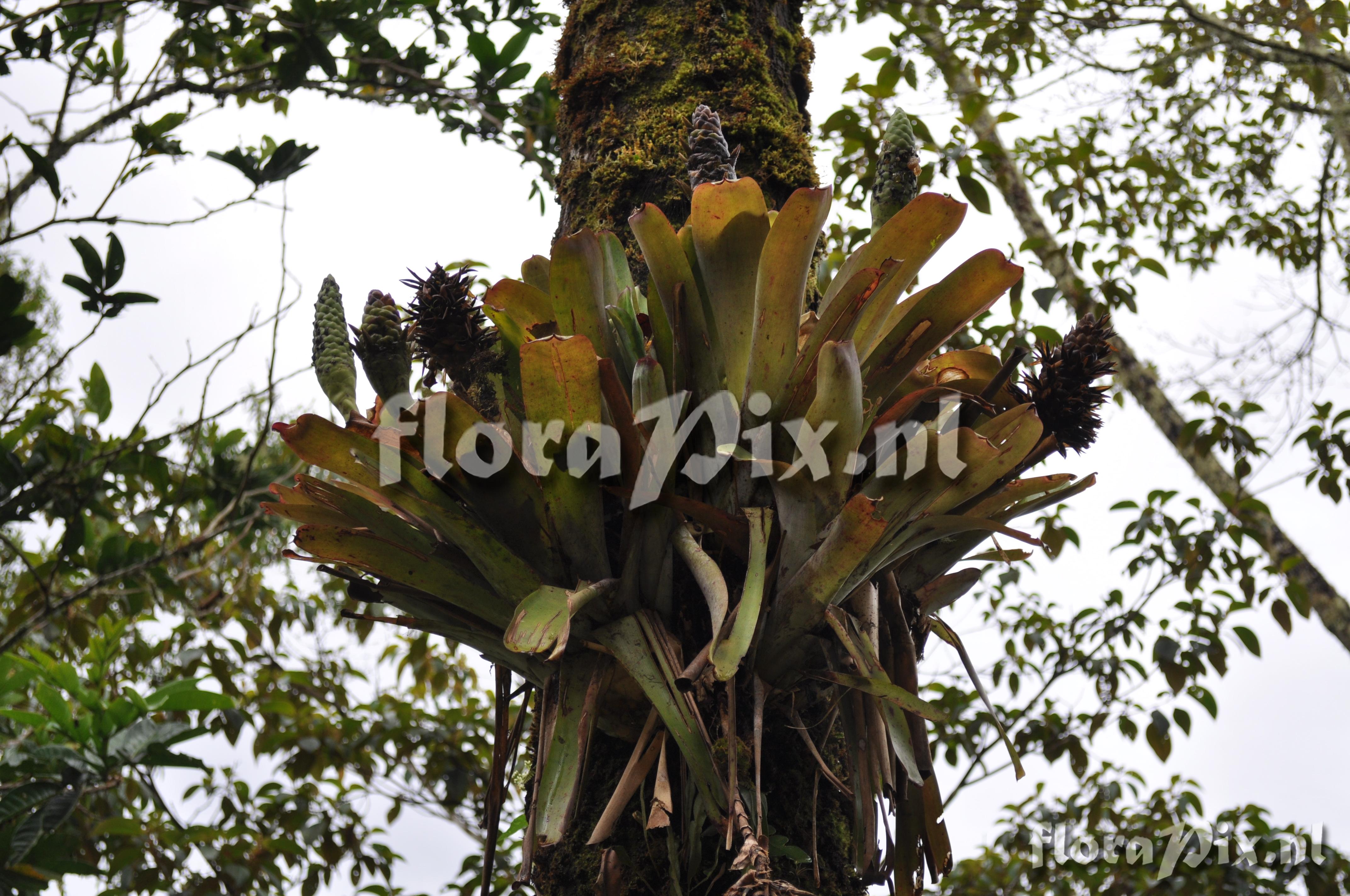 Guzmania retusa