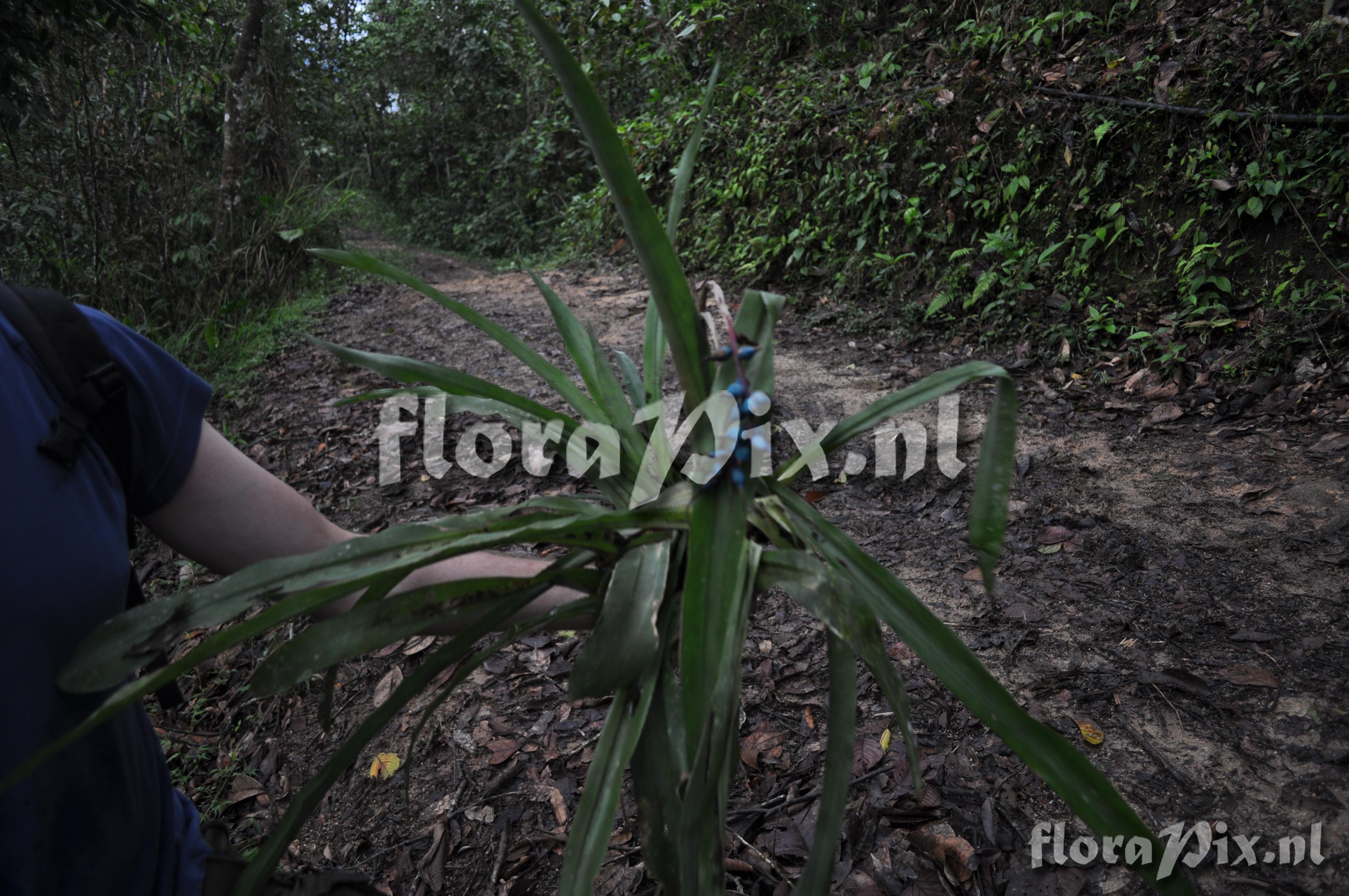 Billbergia perhaps? 