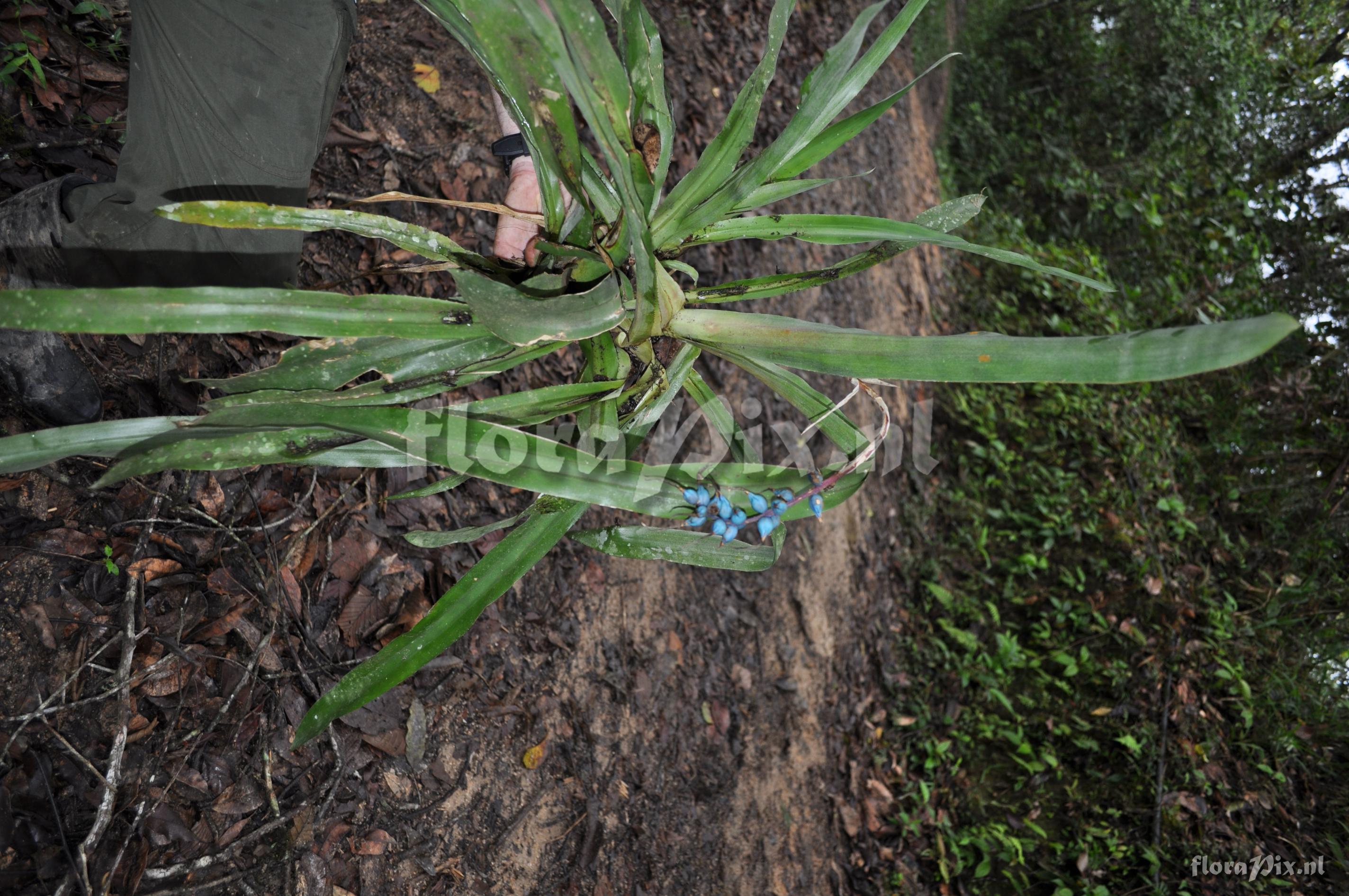 Billbergia perhaps? 