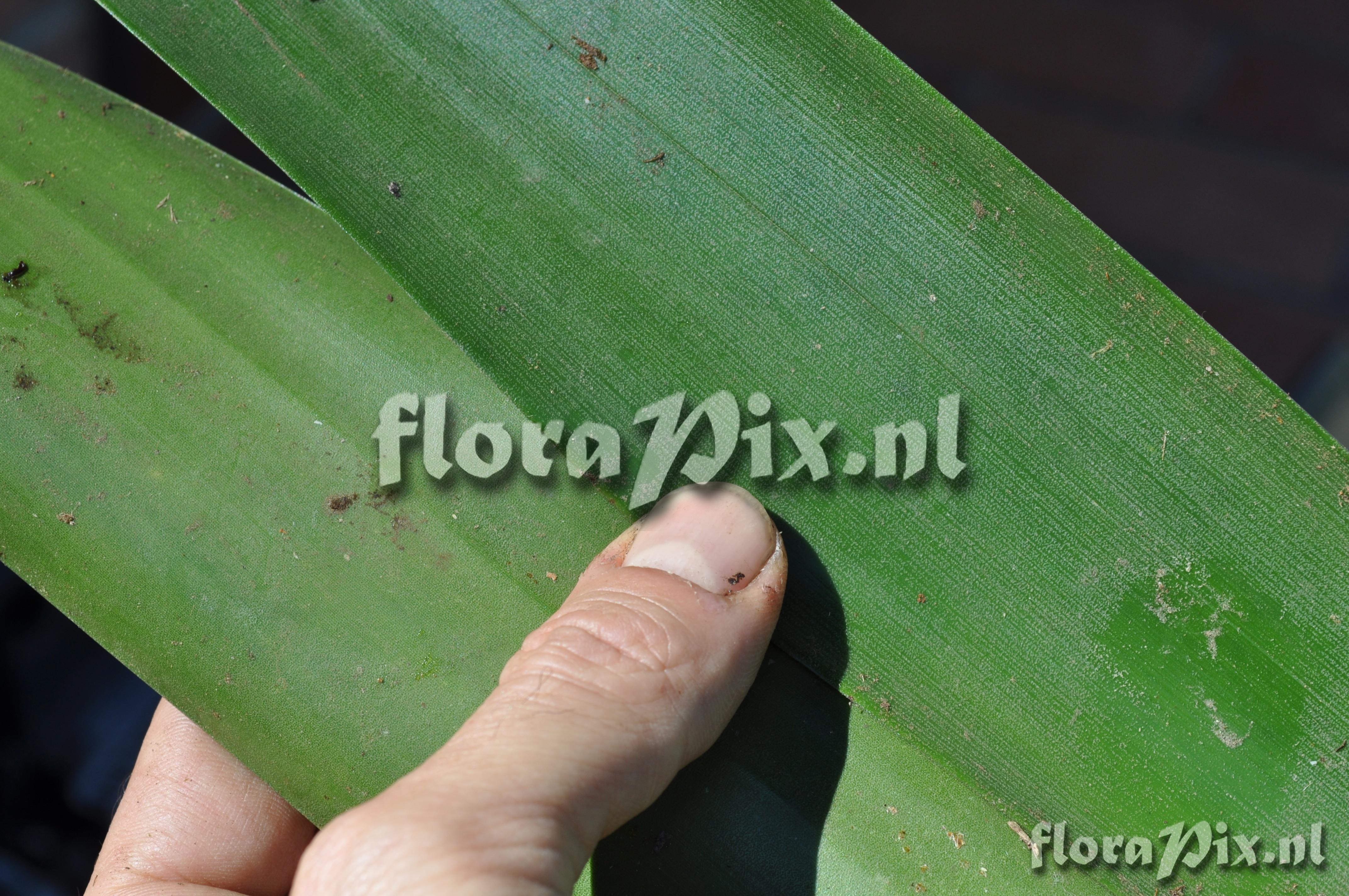 Guzmania claviformis