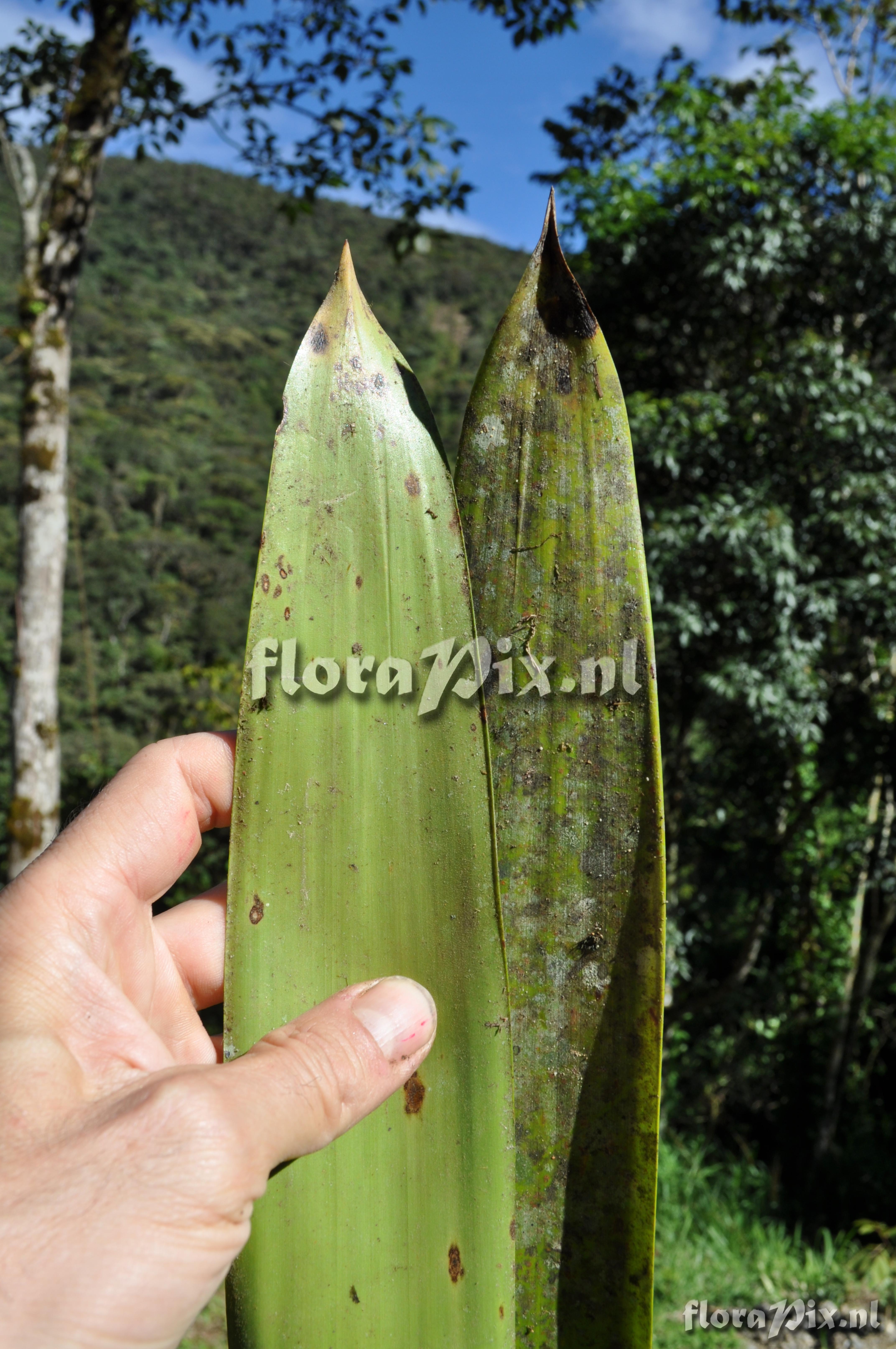 Guzmania altsonii