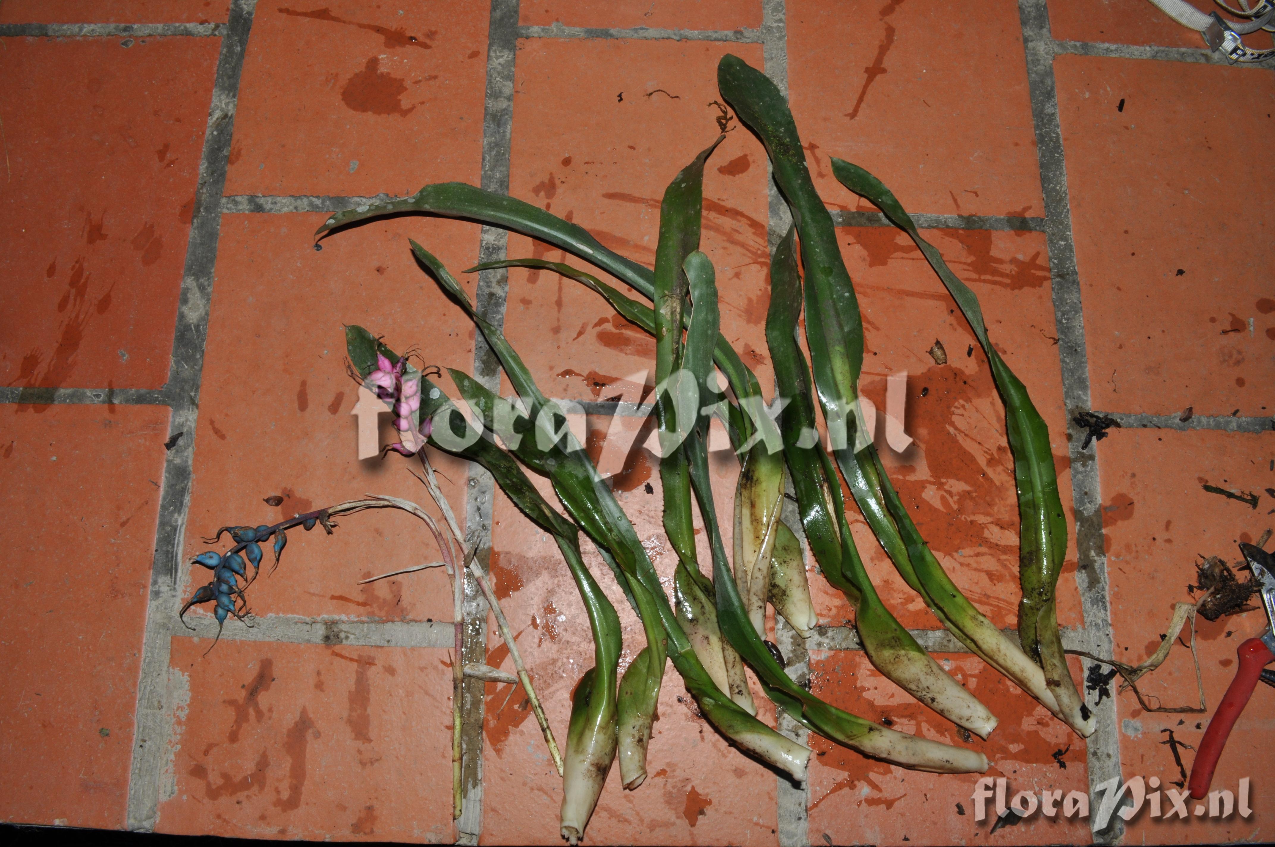 Billbergia perhaps? 