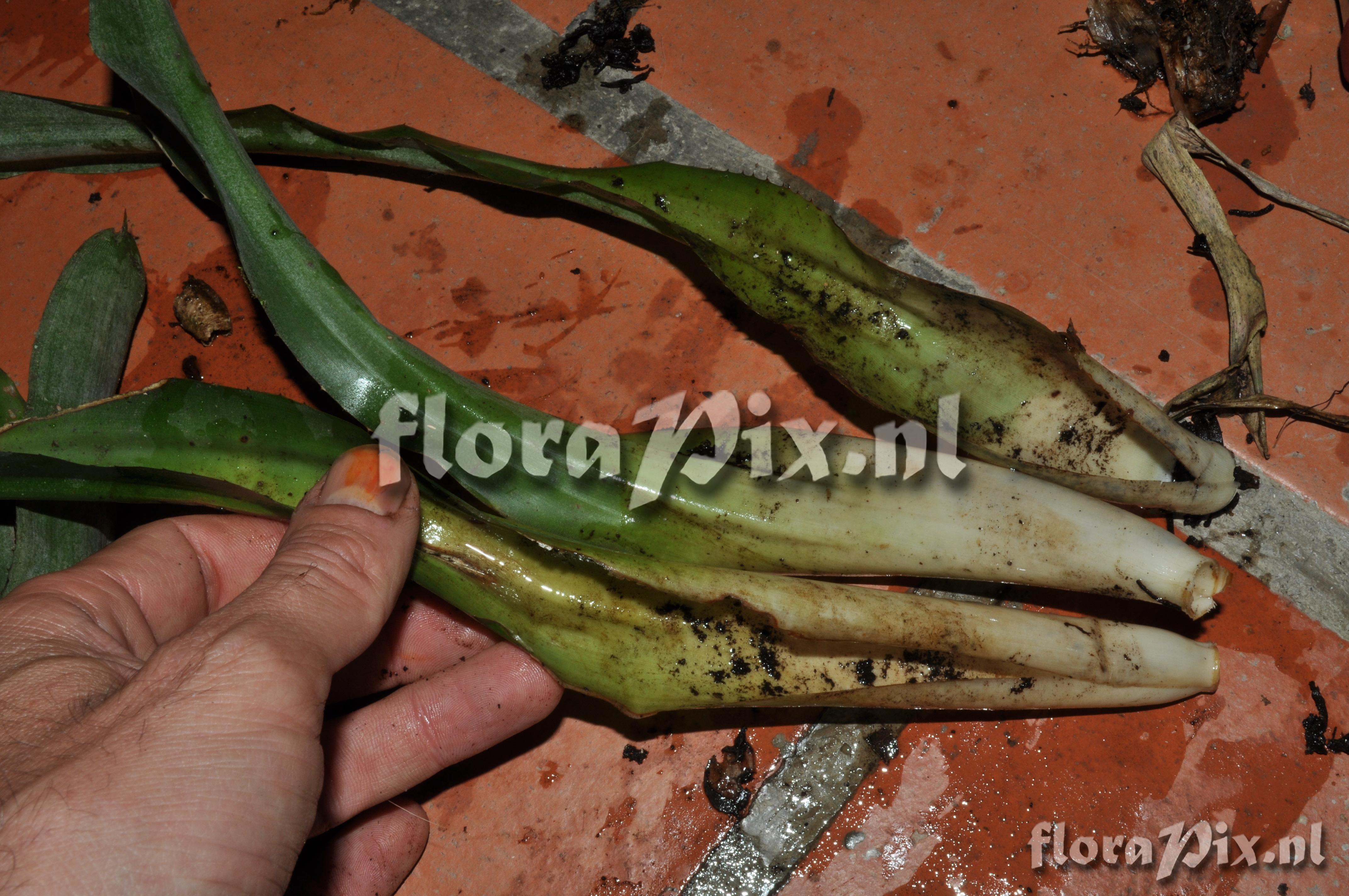 Billbergia perhaps? 