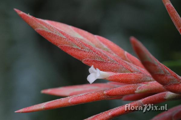 Tillandsia didisticha