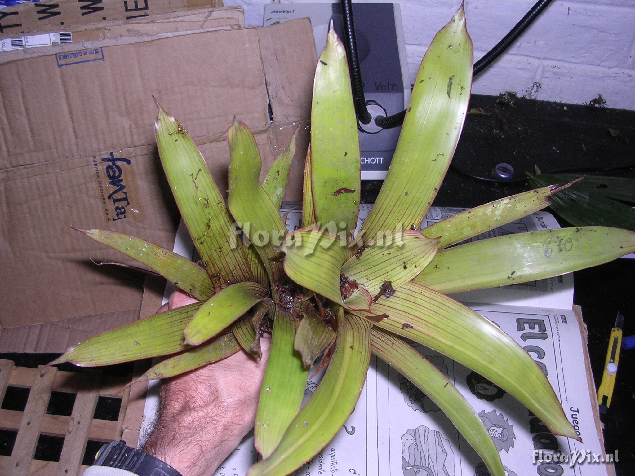 Guzmania  