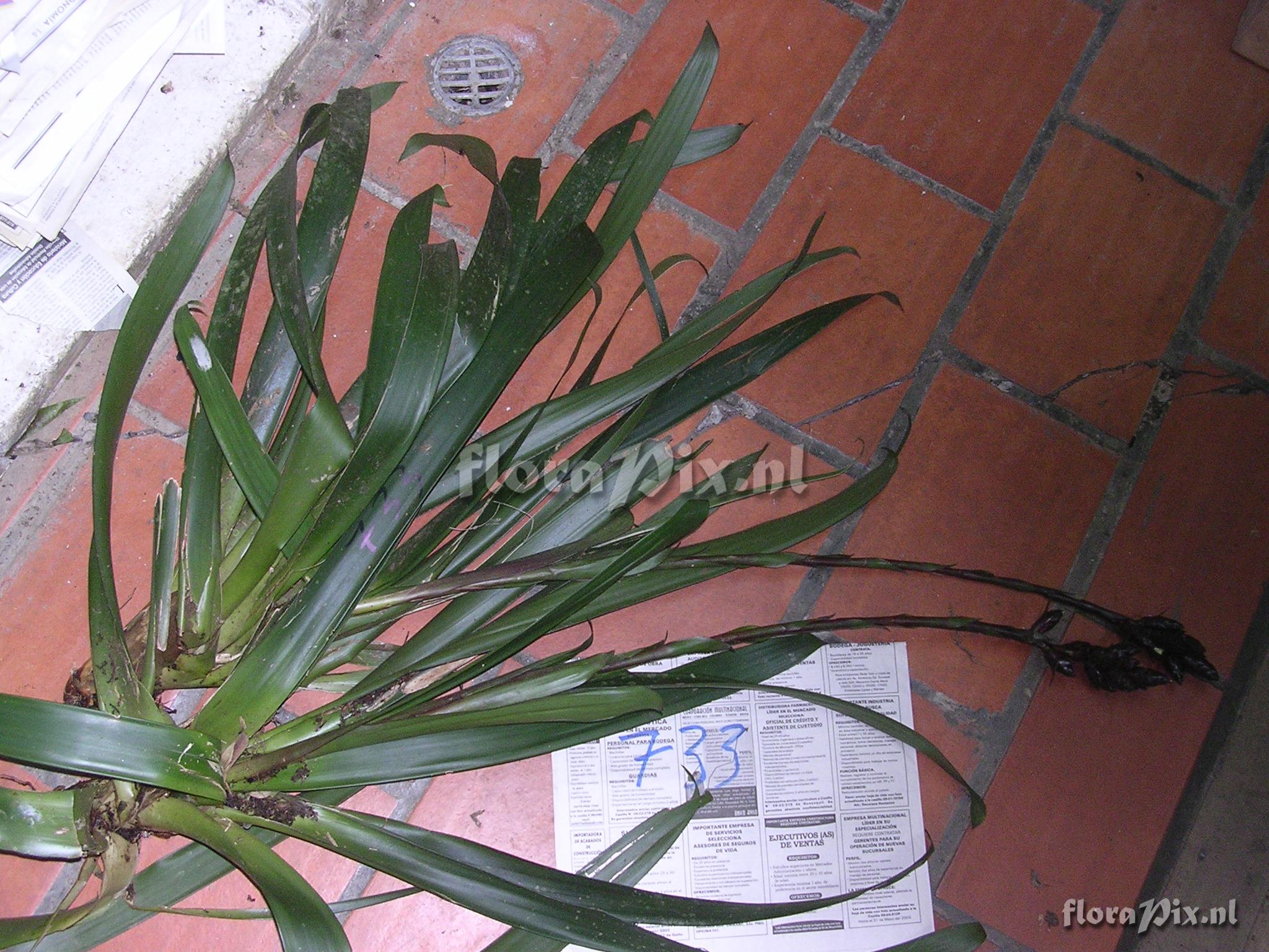 Guzmania confusa L.B. Sm.