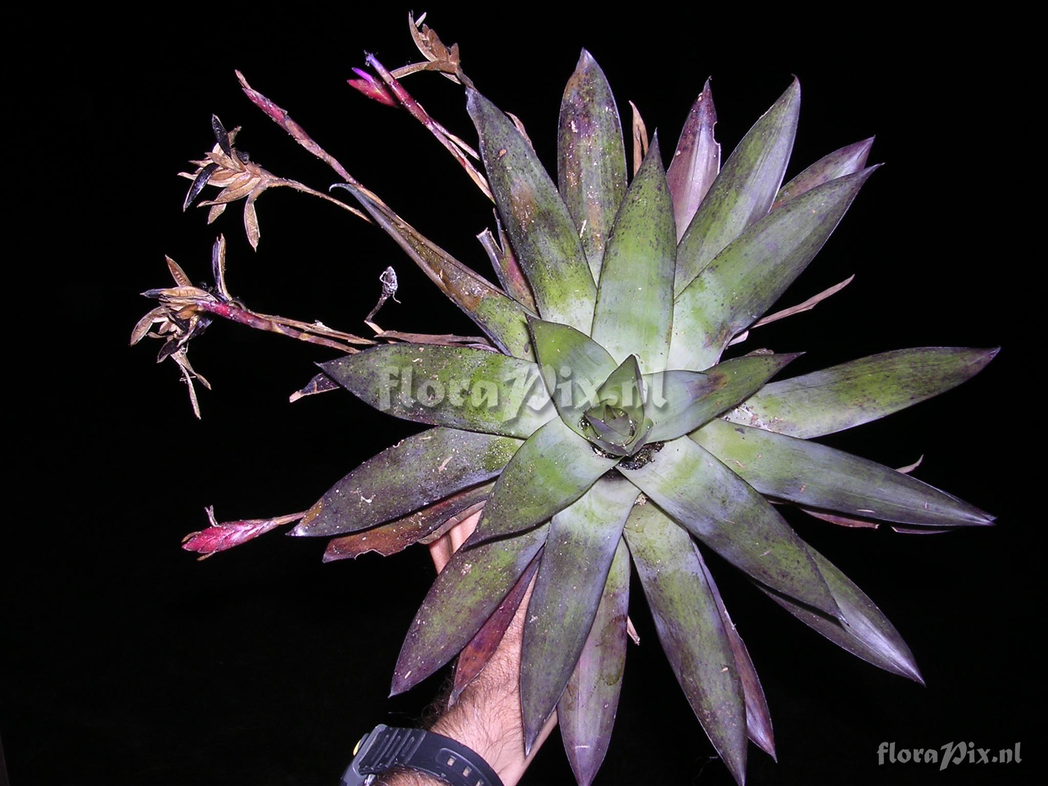 Tillandsia complanata Benth. ssp. complanata Gilmartin