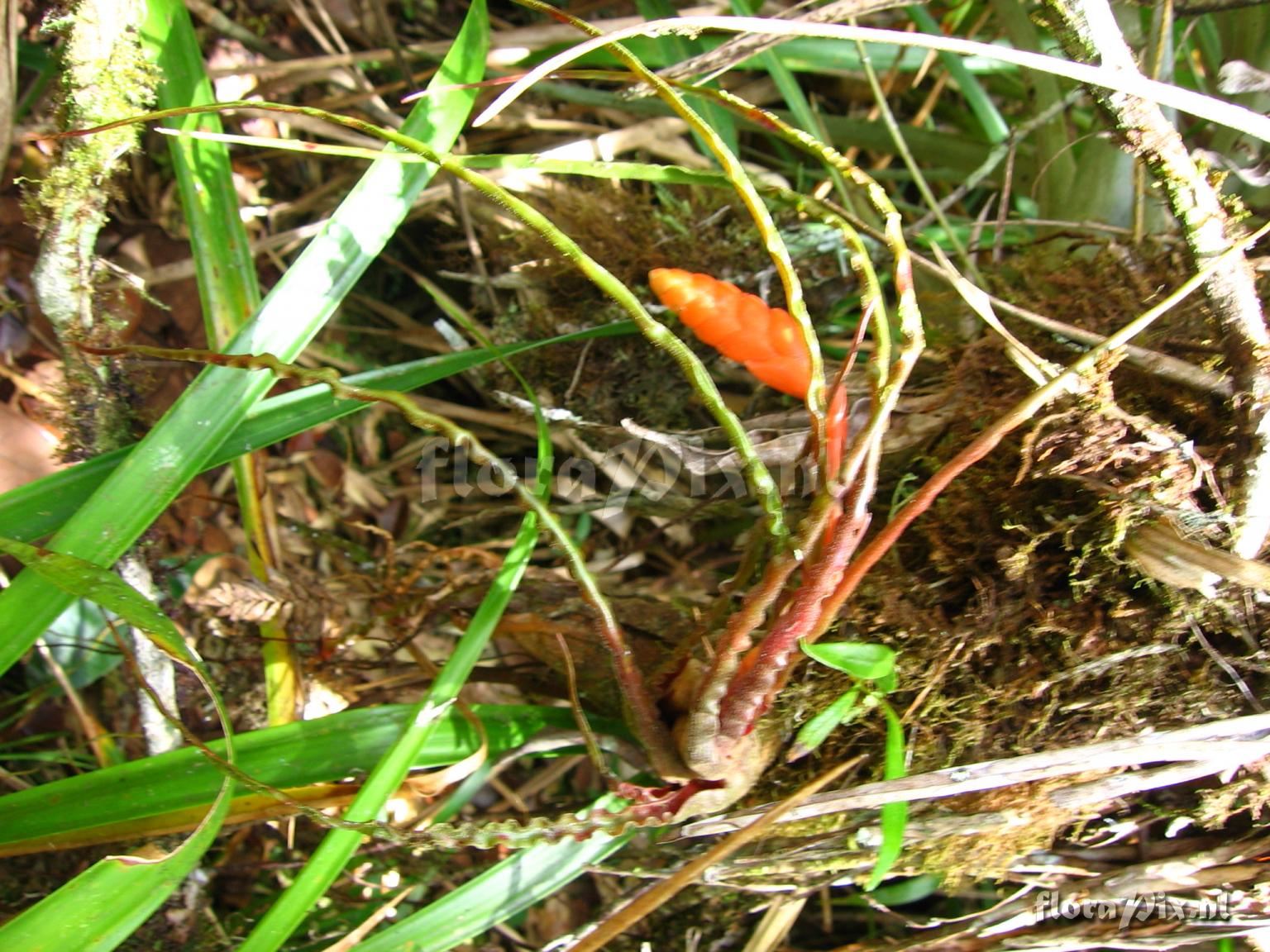 Racinaea undulifolia