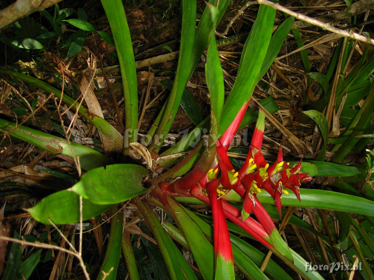 Guzmania kareniae