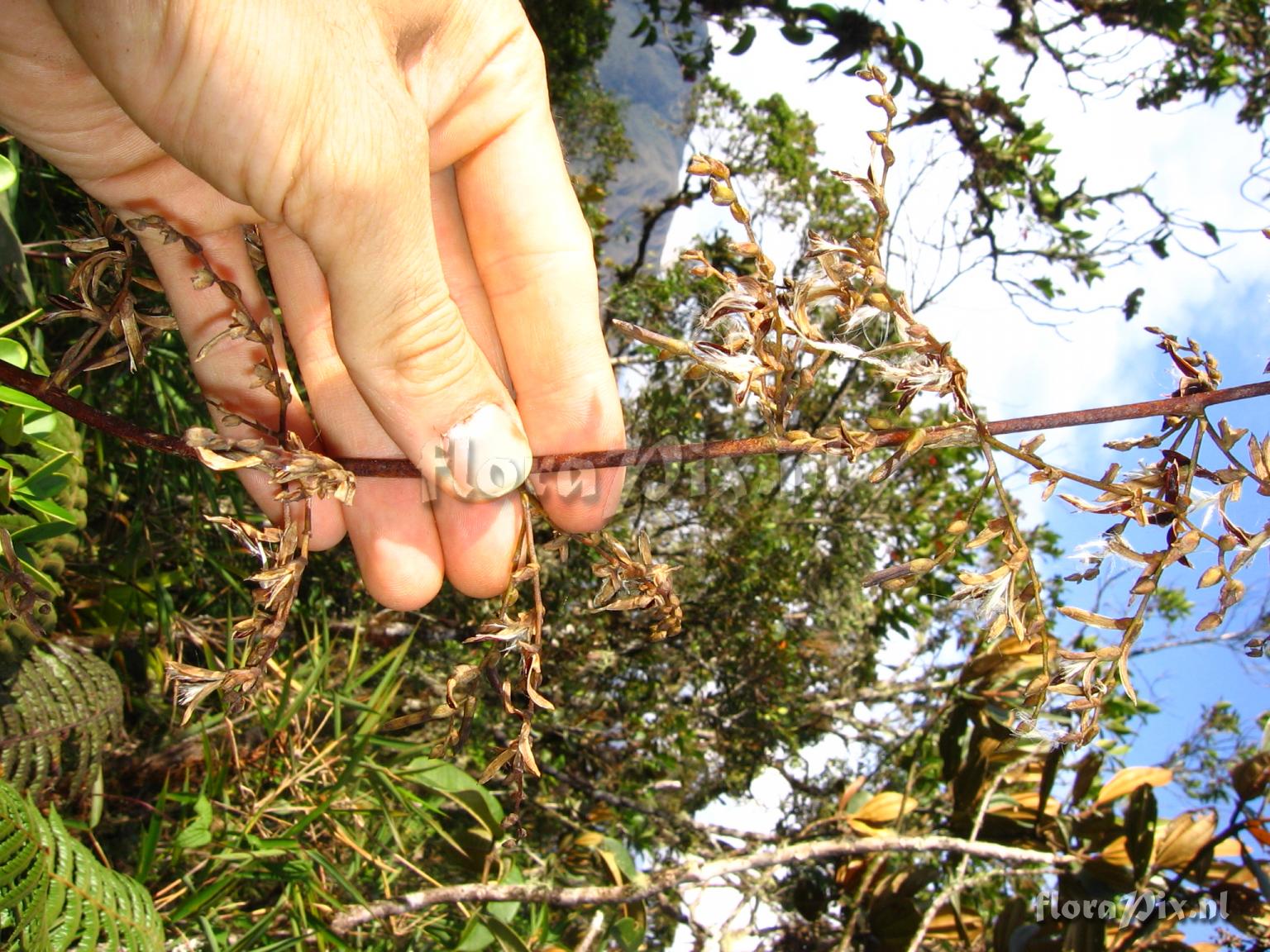 Racinaea tripinnata (Bak) M.A. Spencer & L.B. Smith