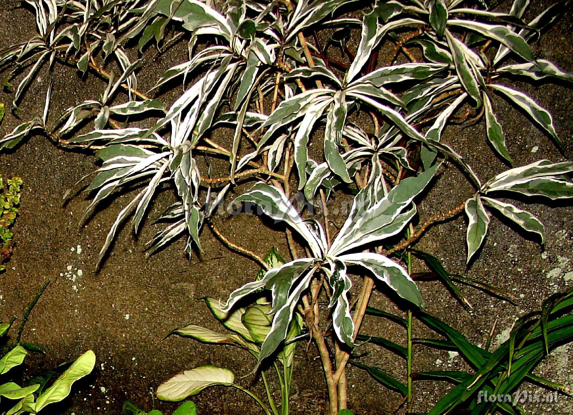 Dracaena sp (II) Striped Dracaena