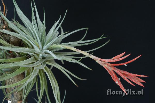 Tillandsia didisticha