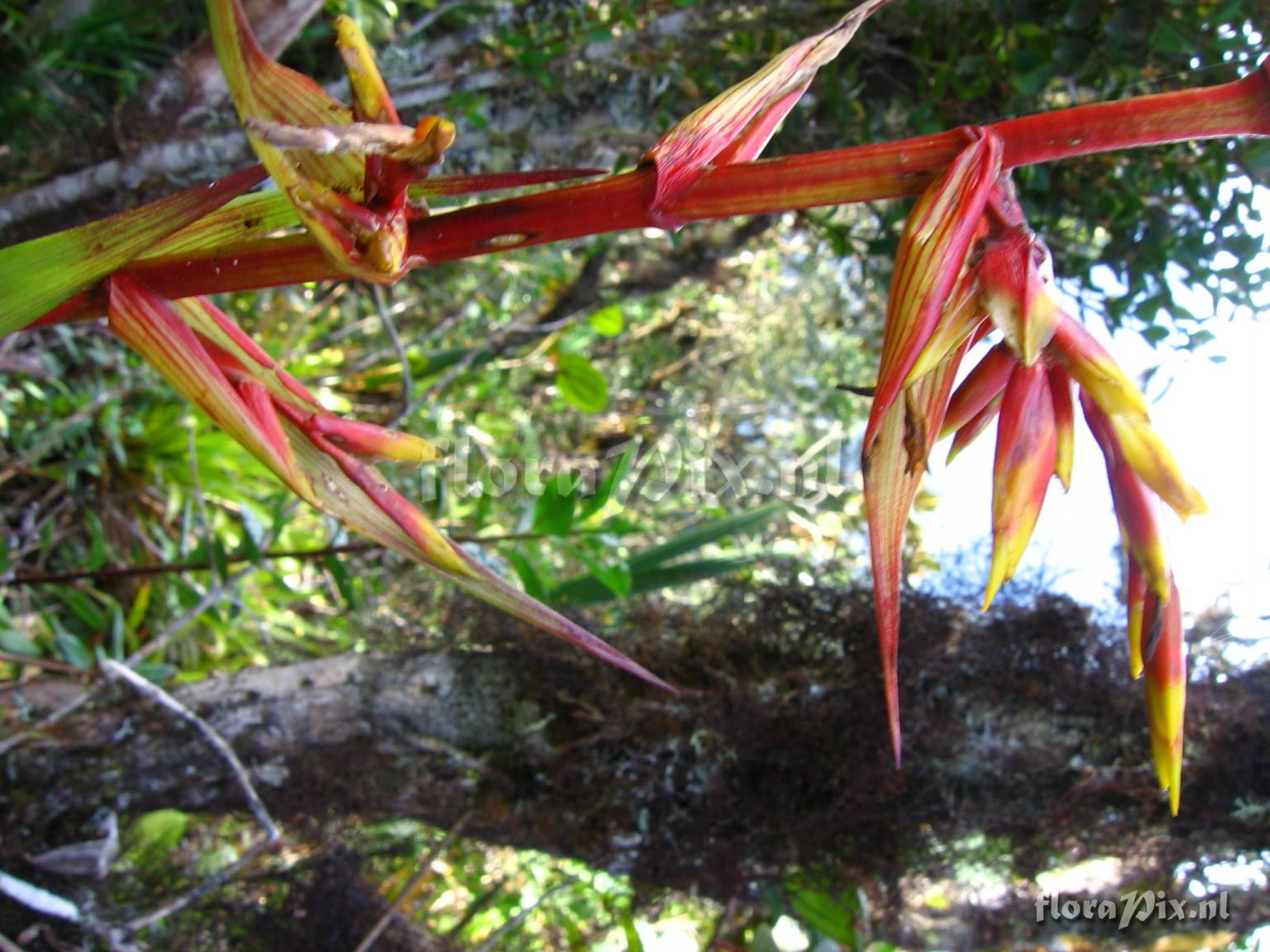 Guzmania paniculata Mez