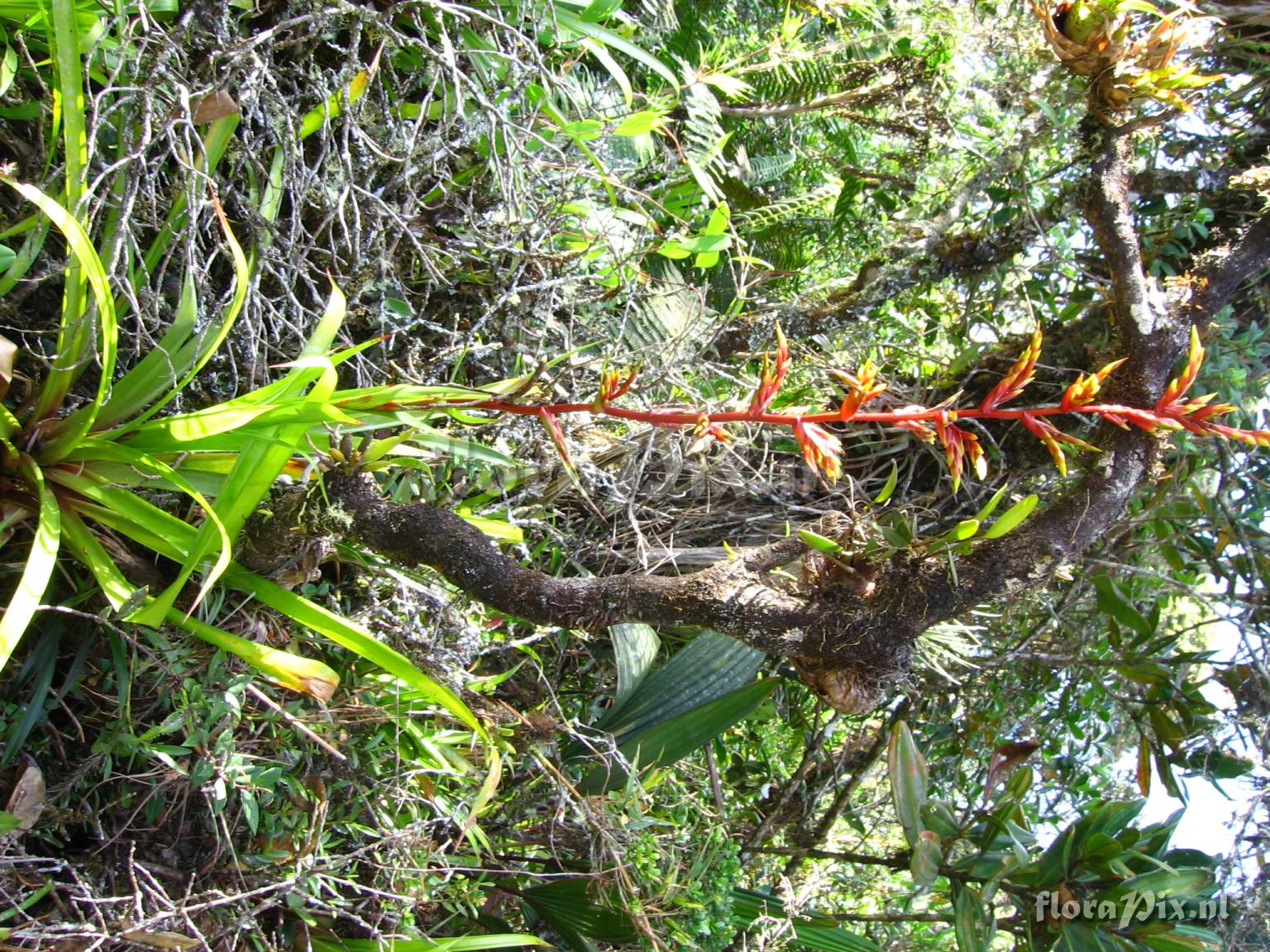 Guzmania paniculata Mez