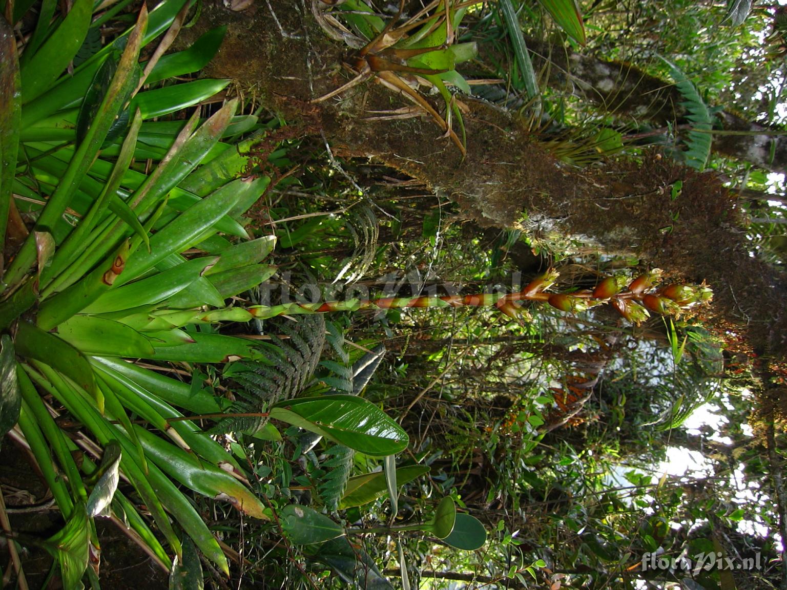 Guzmania atrocastanea H. Luther