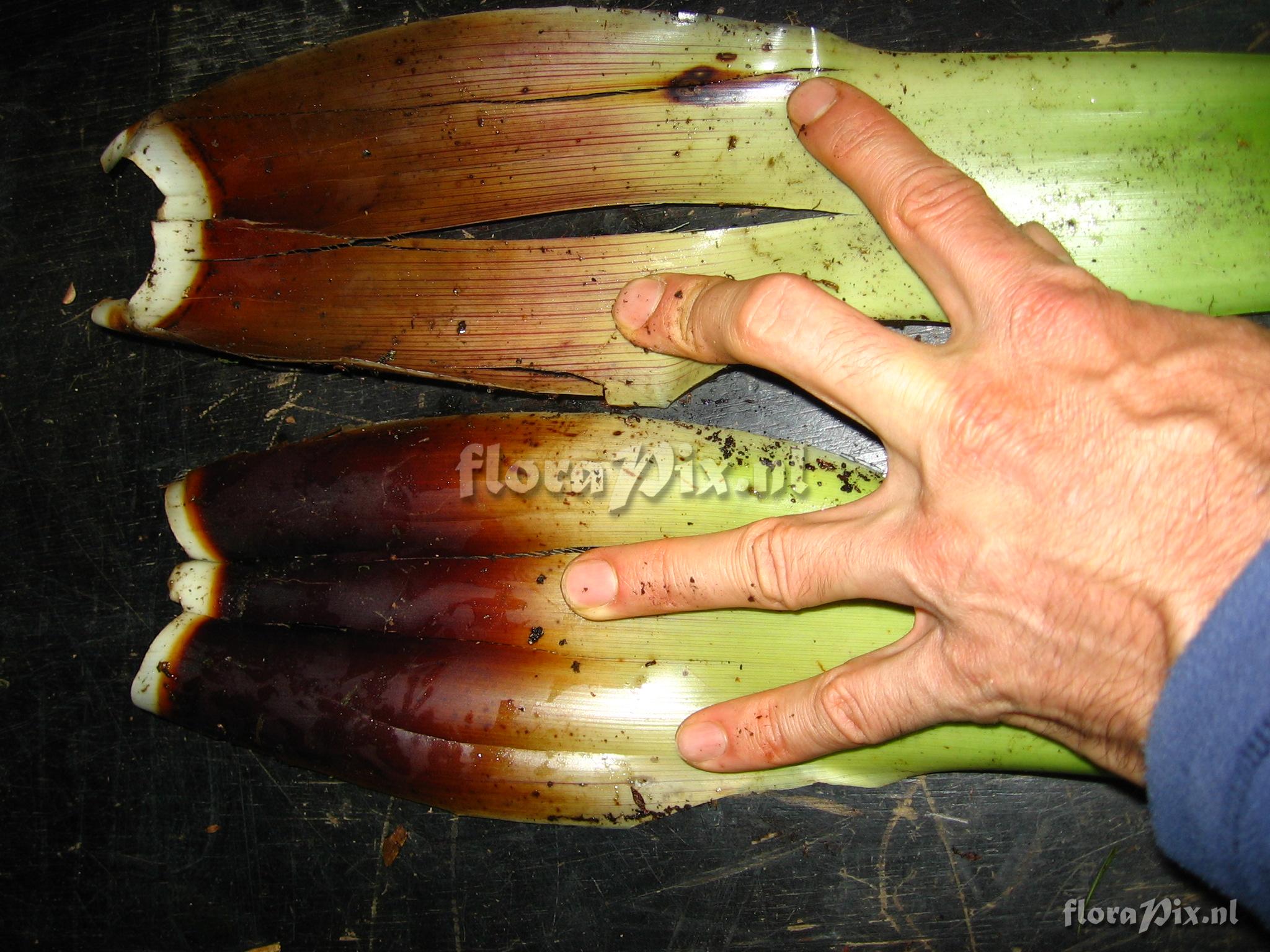 Guzmania atrocastanea H. Luther