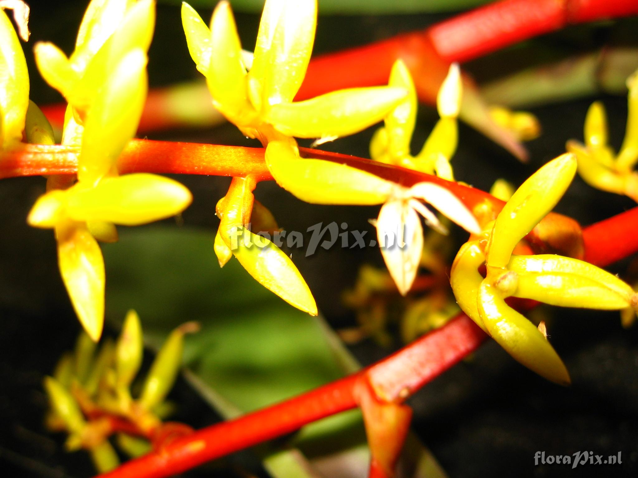 Guzmania difusa