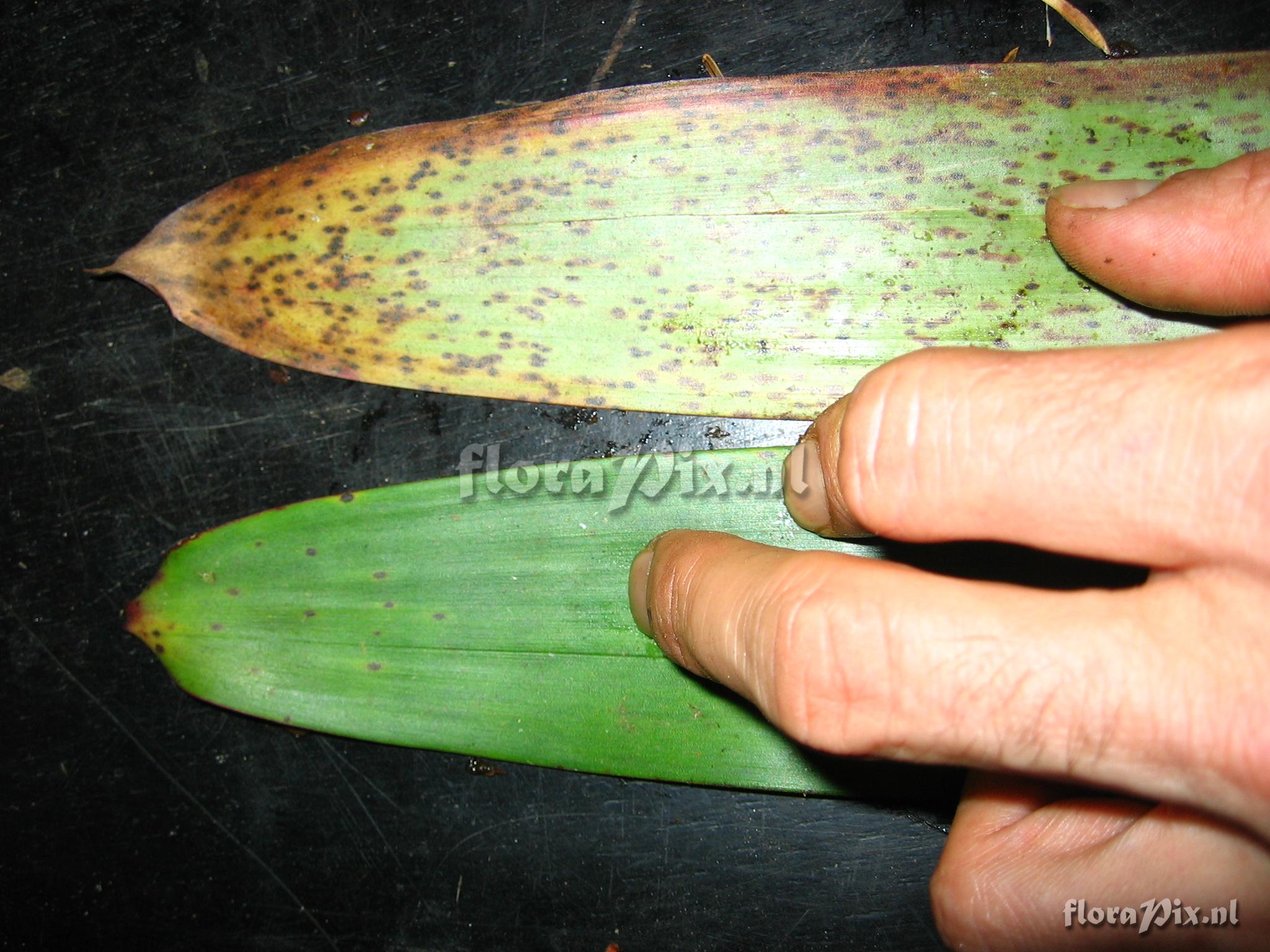 Guzmania difusa