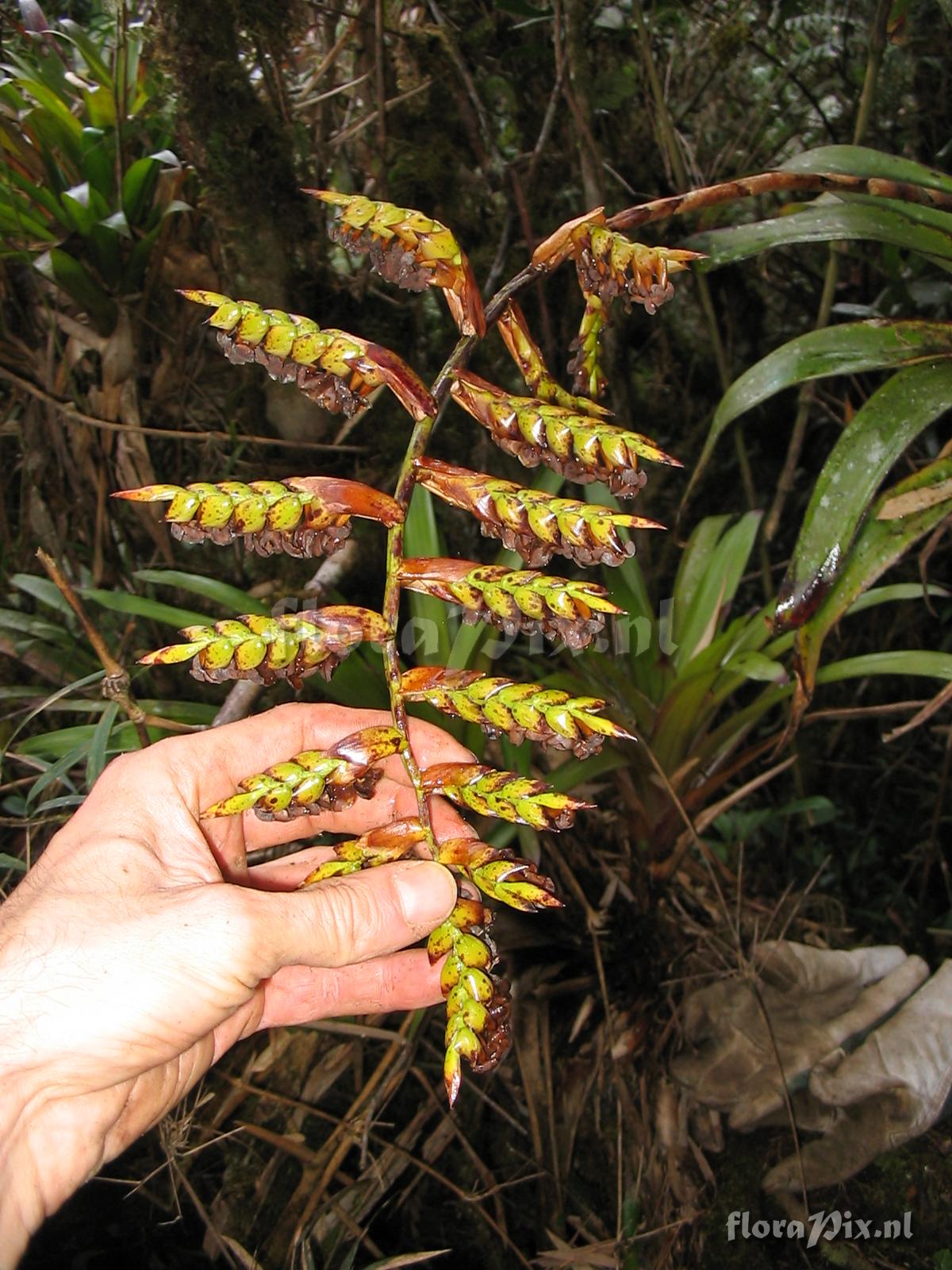 Racinaea riocreuxii (Andr) M.A. Spencer & L. B. Sm.