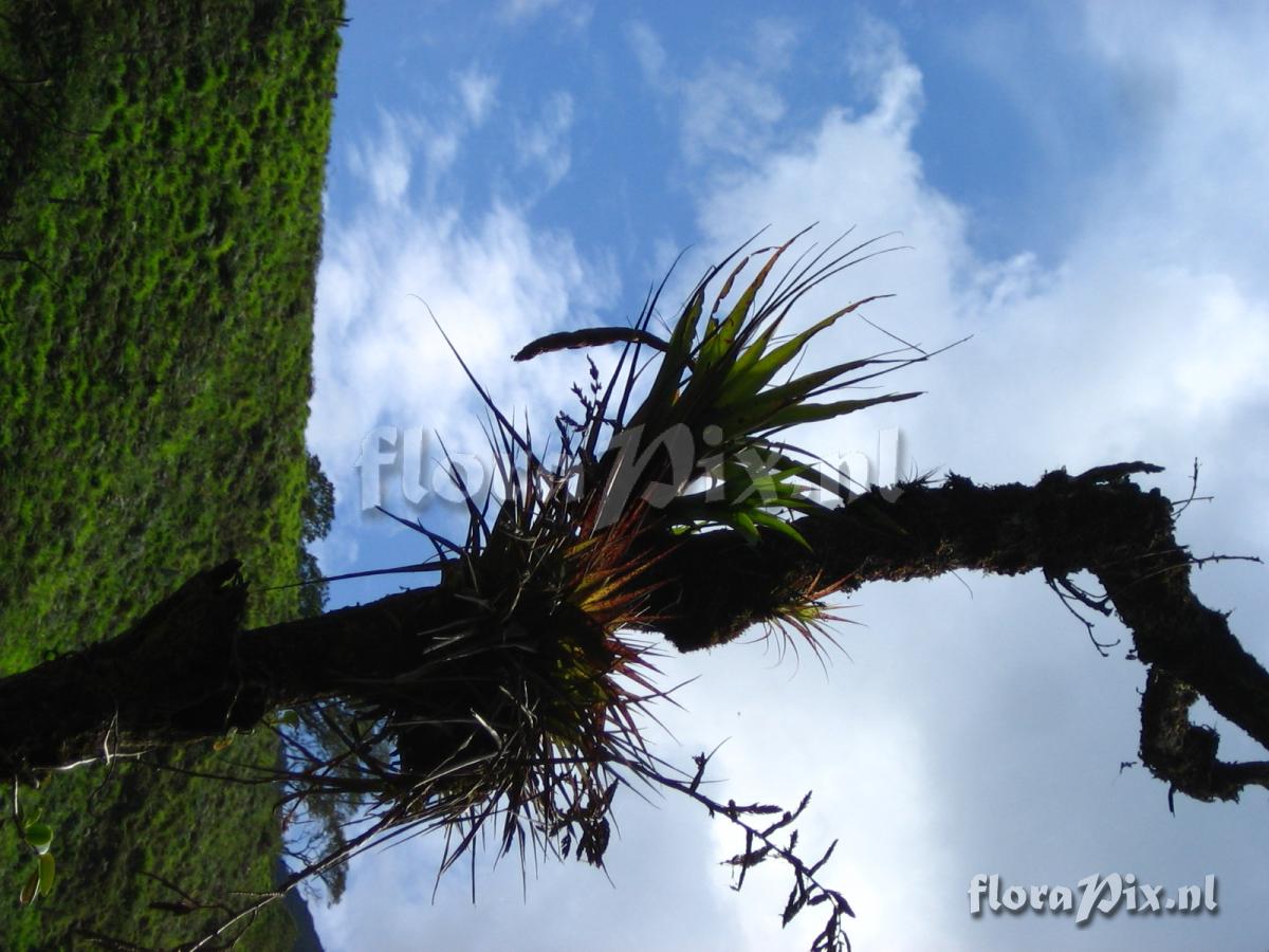 Vriesea tequendamae (Andre)L.B.Sm.