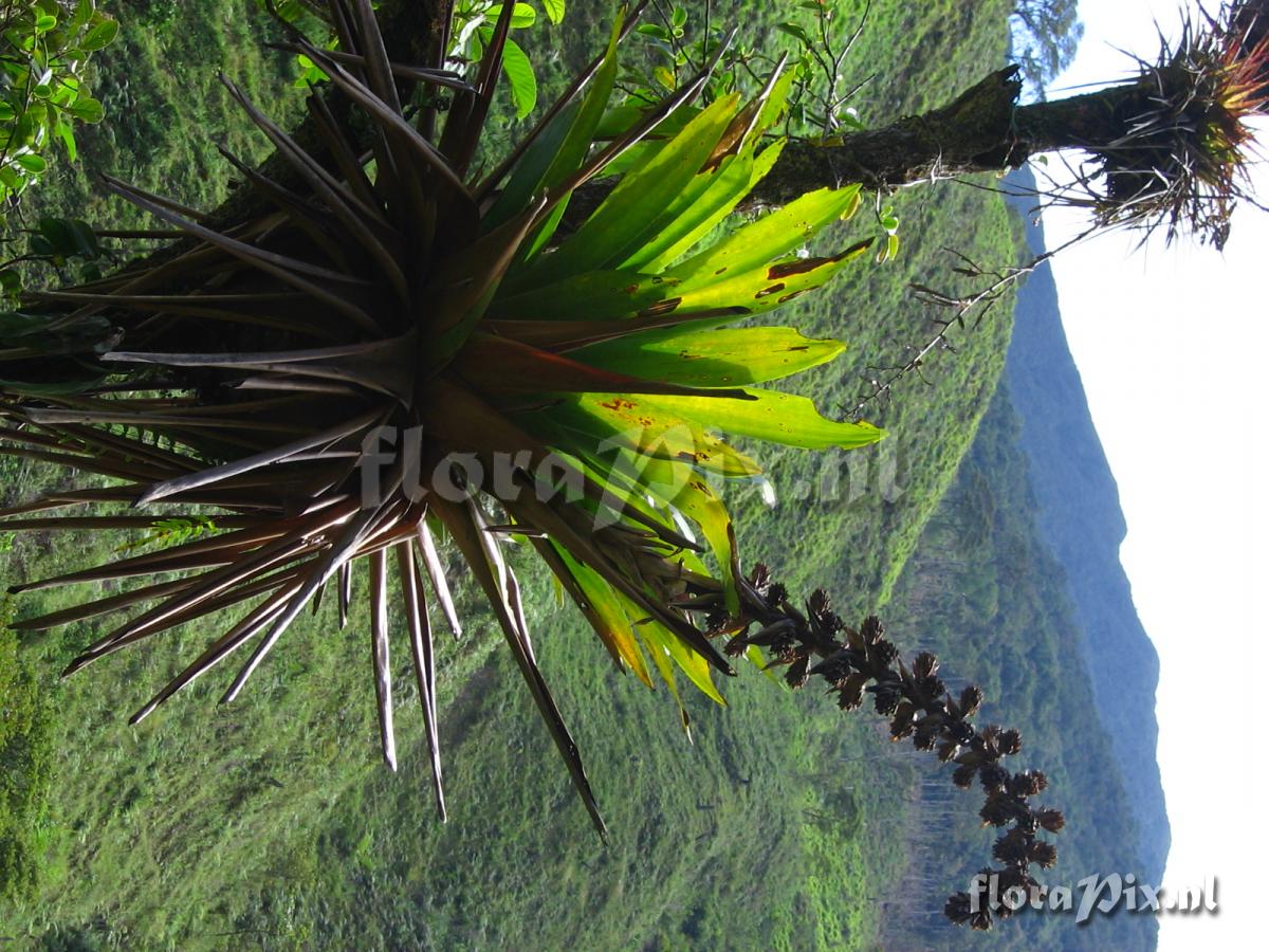 Mezobromelia capituligera