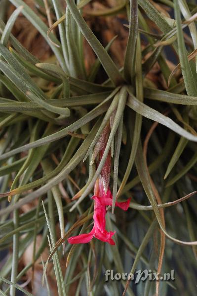 Tillandsia dorothea