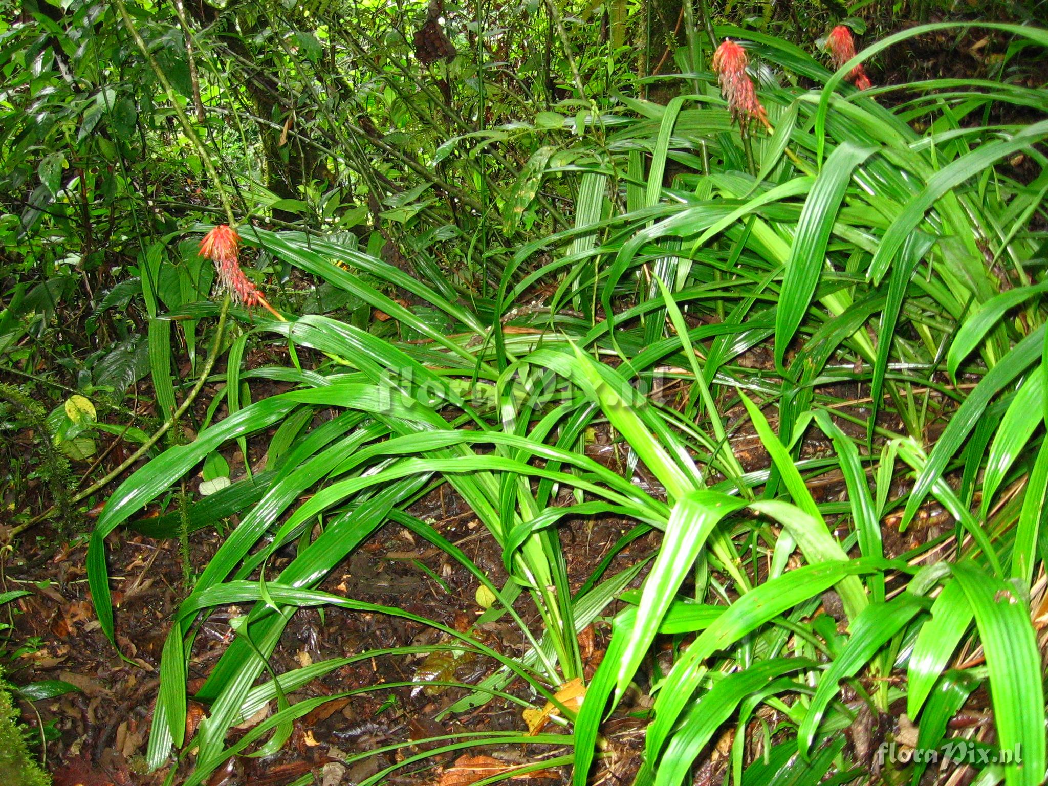 Pitcairnia werneri (in ed.) H. Luther