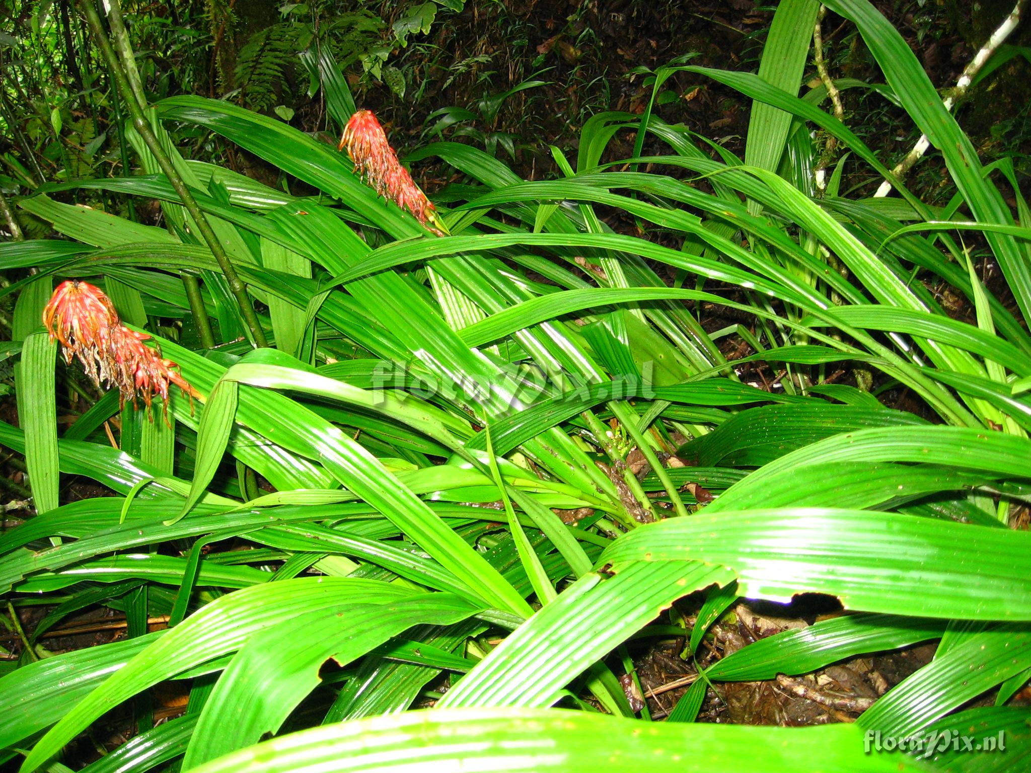 Pitcairnia werneri (in ed.) H. Luther