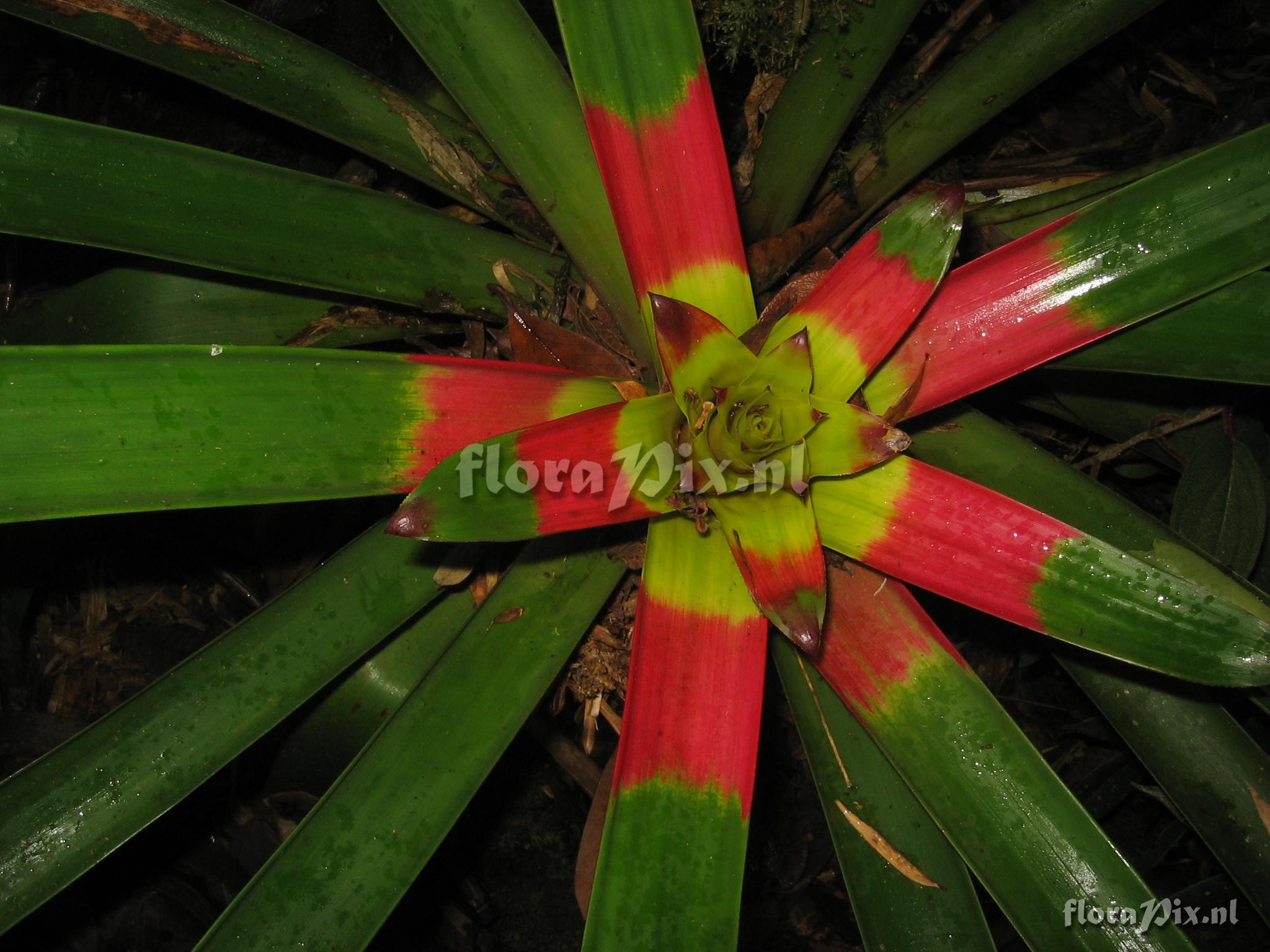 Guzmania squarrosa (Mez & Sodiro) L.B. Smith & Pittd.