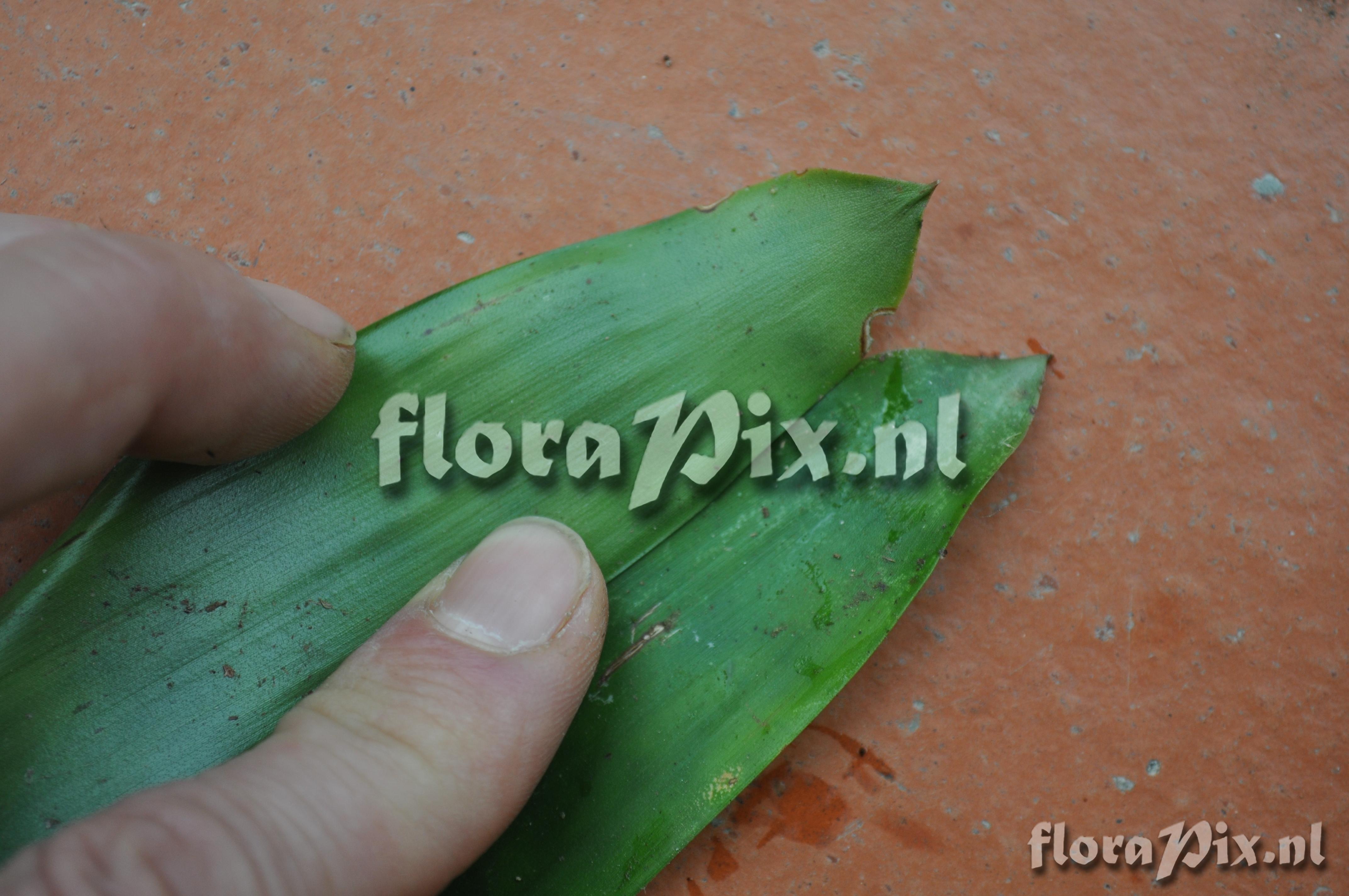 Guzmania roezlii (E. Morren) Mez