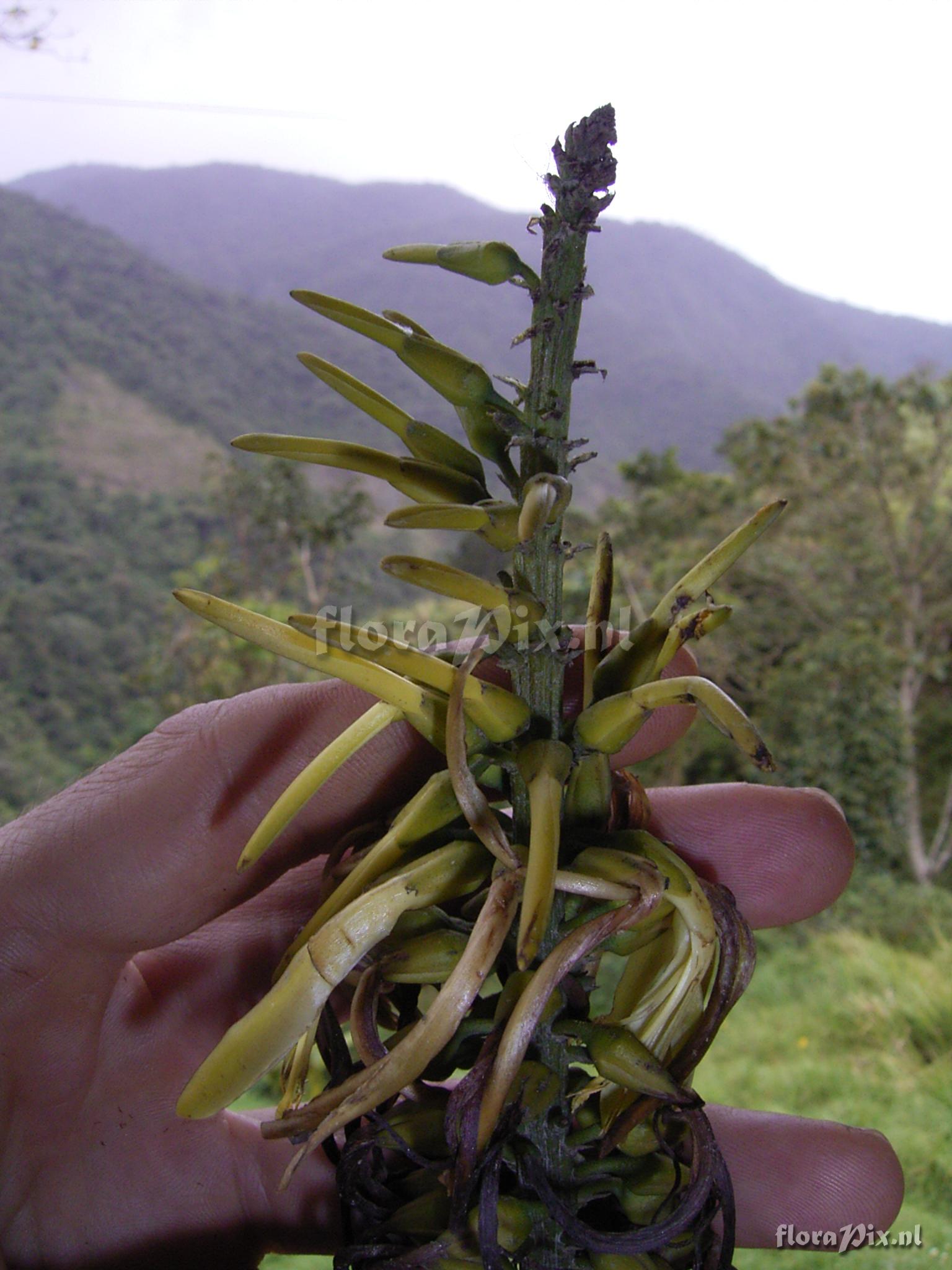 Pitcairnia trianae Andr var. retusa L.B. Sm.