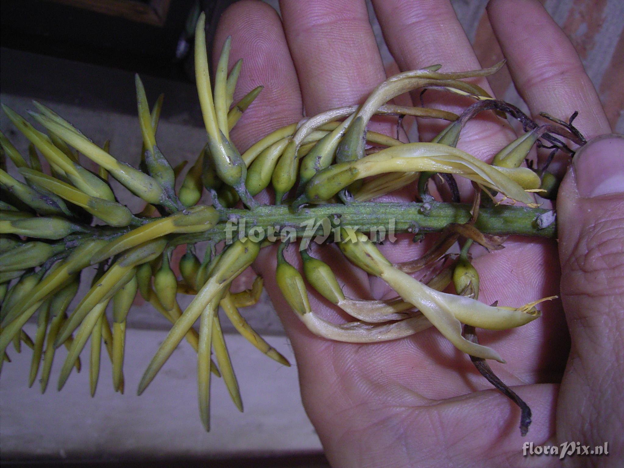 Pitcairnia trianae Andr var. retusa L.B. Sm.