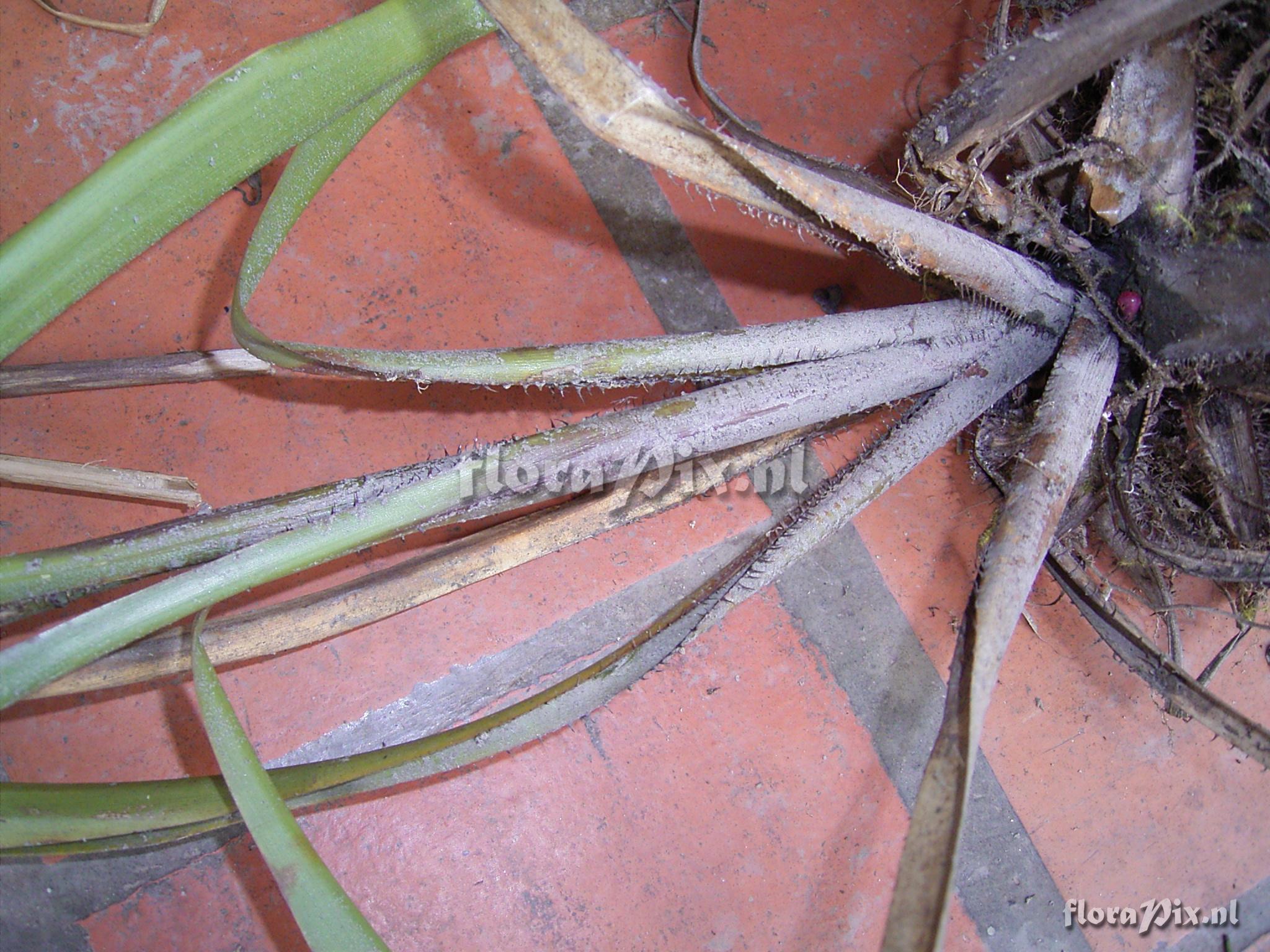 Pitcairnia trianae Andr var. retusa L.B. Sm.