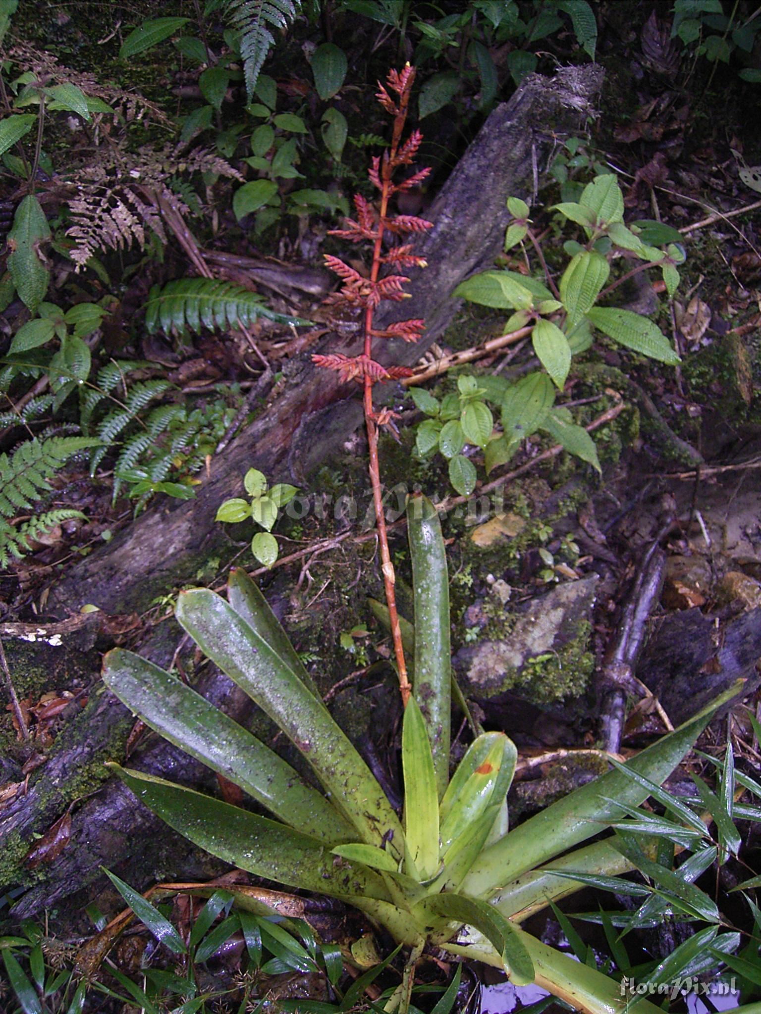 Tillandsia truncata L.B. Sm var. major  H. Luther