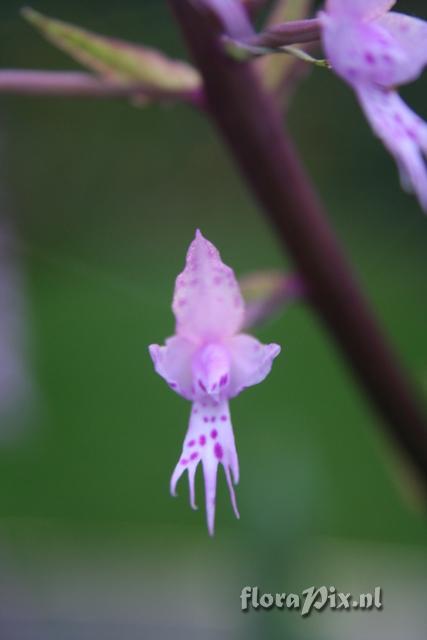 Stenoglottis longifolia