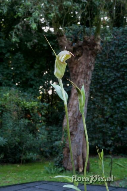 Pterostylis x fursillata