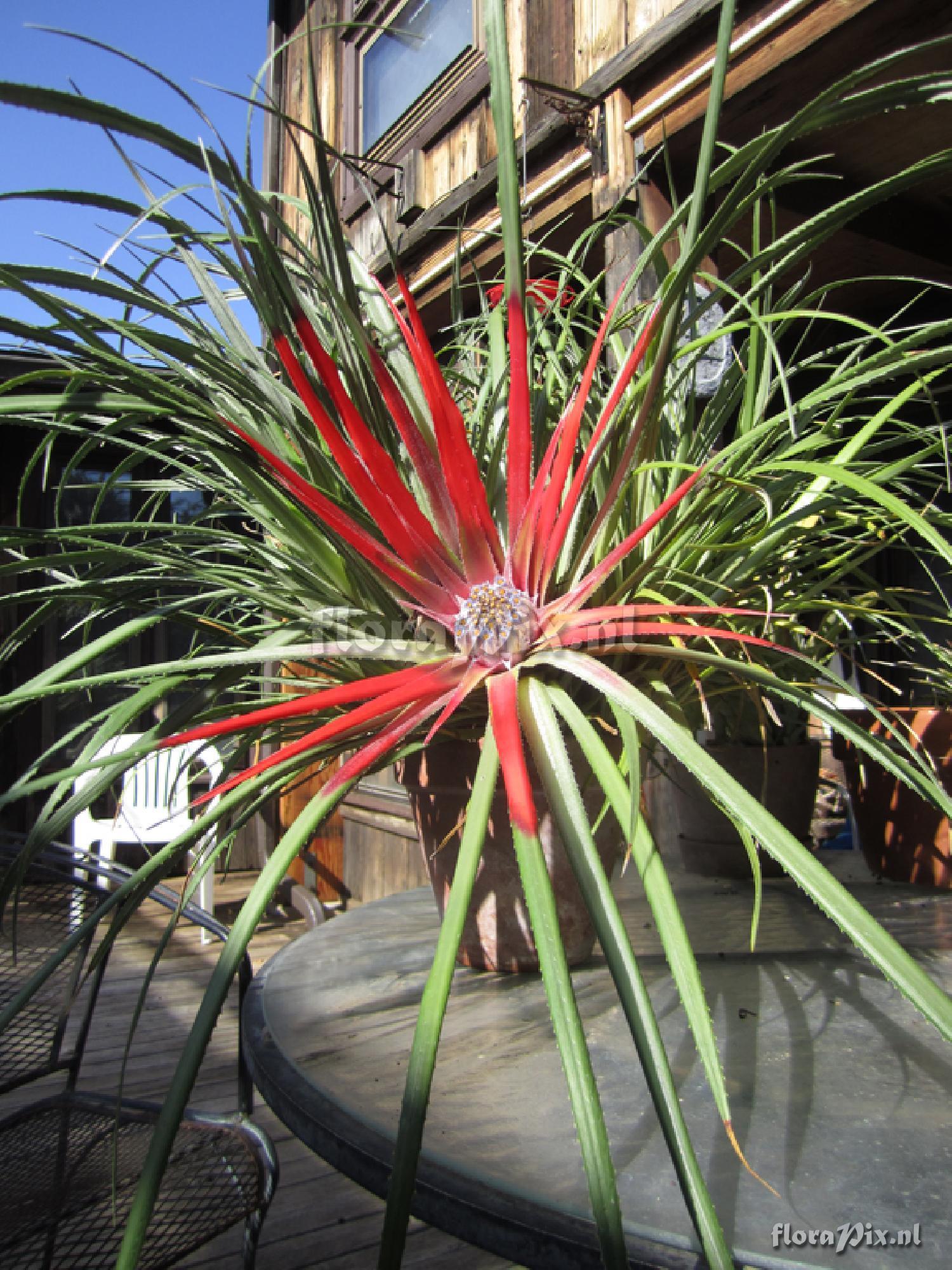 Fascicularia bicolor