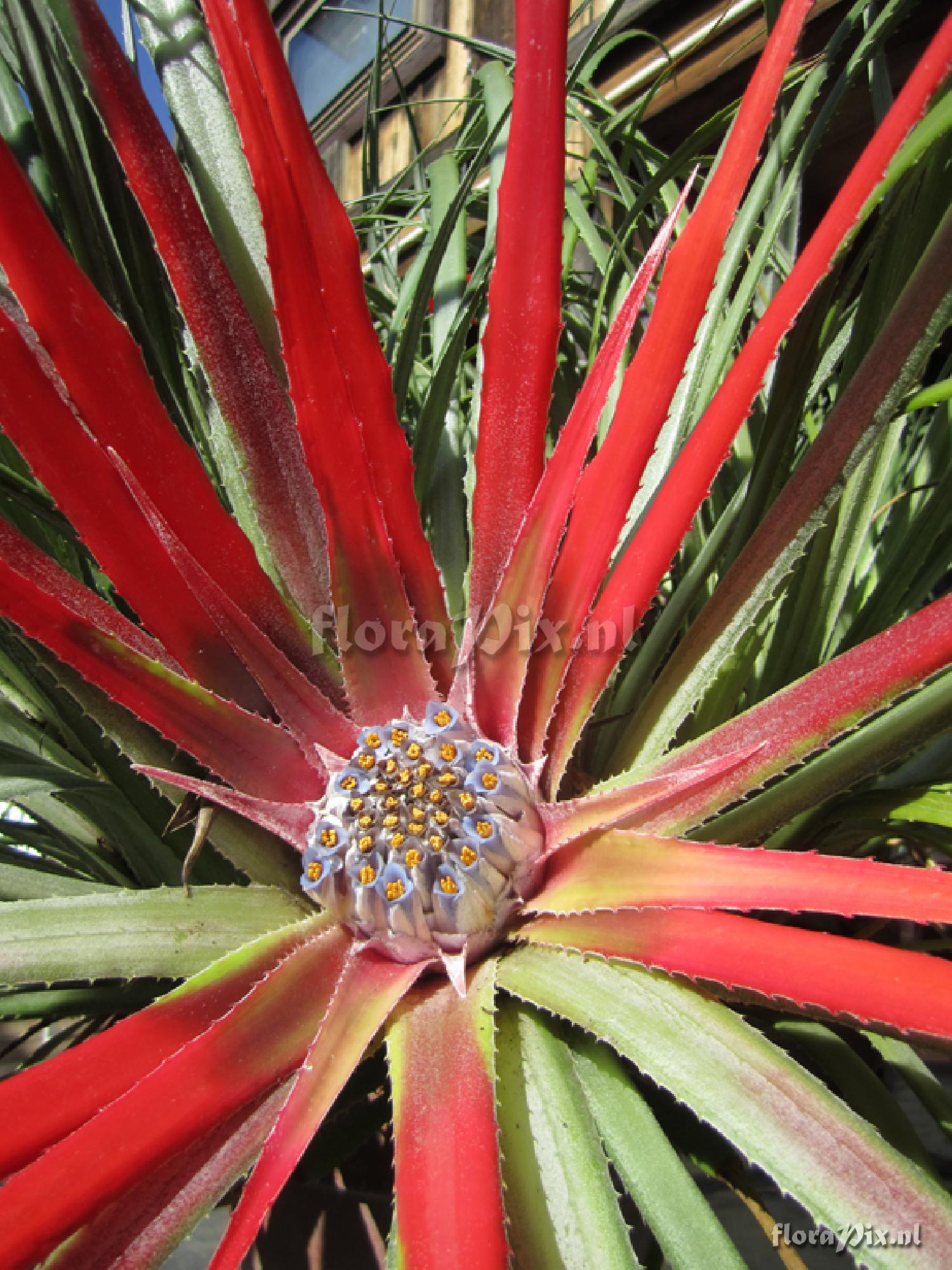 Fascicularia bicolor (greenhouse)