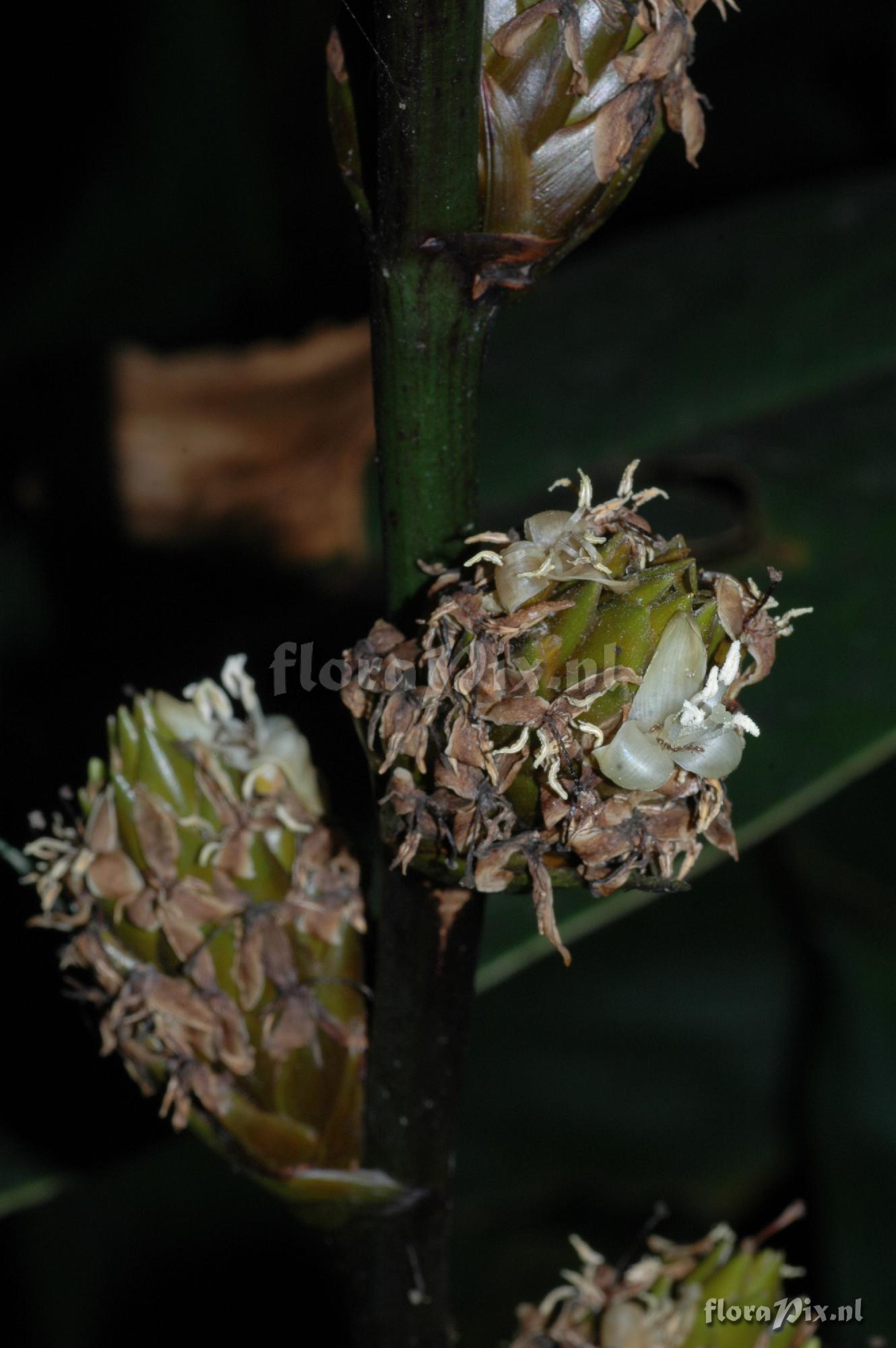 Guzmania cuzcoensis