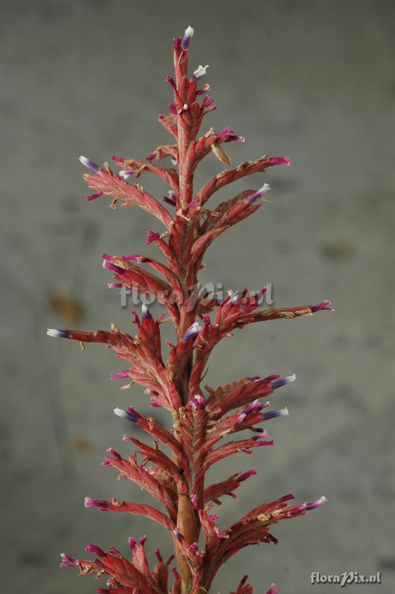 Tillandsia appendiculata (Vriesea)