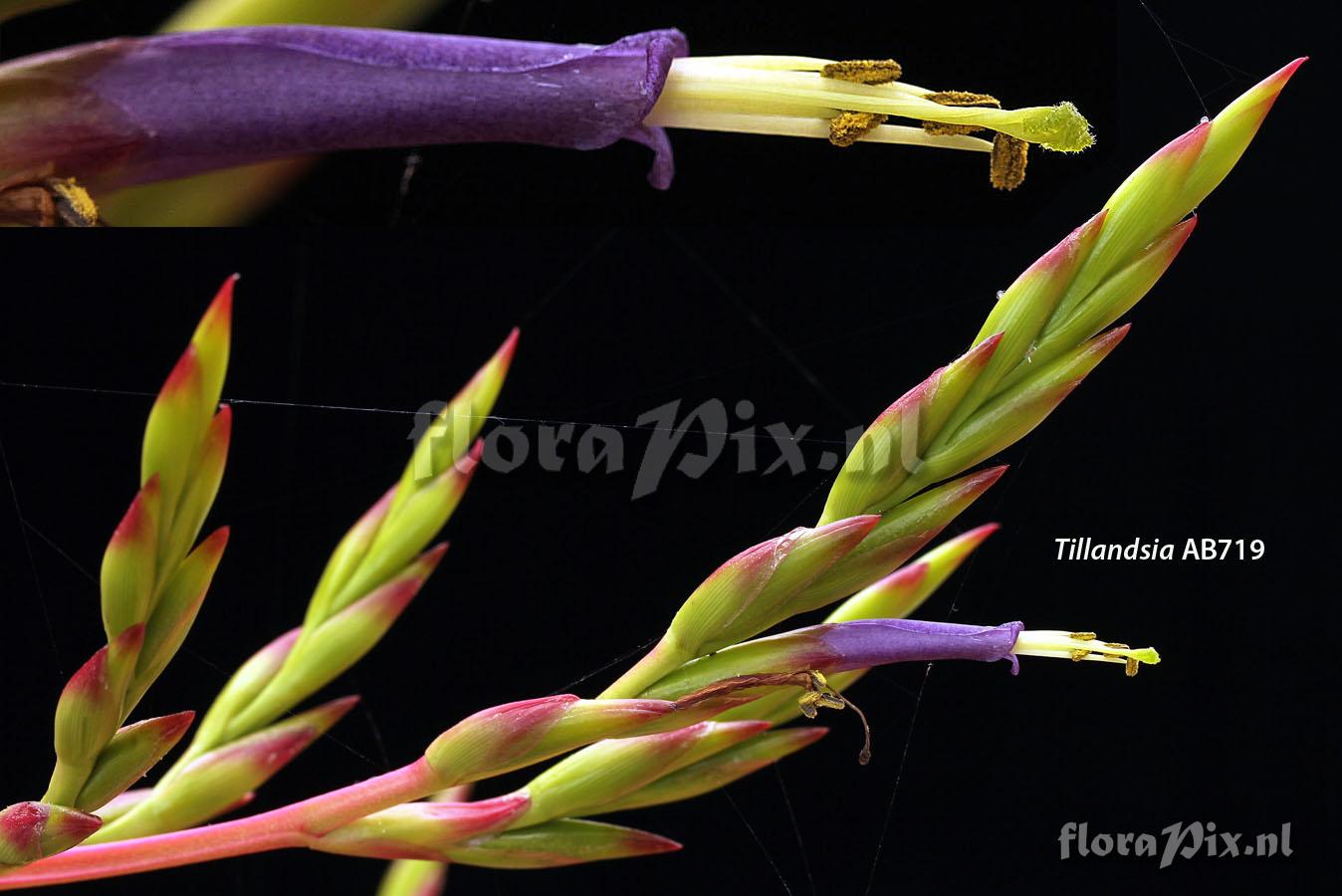 Tillandsia extensa