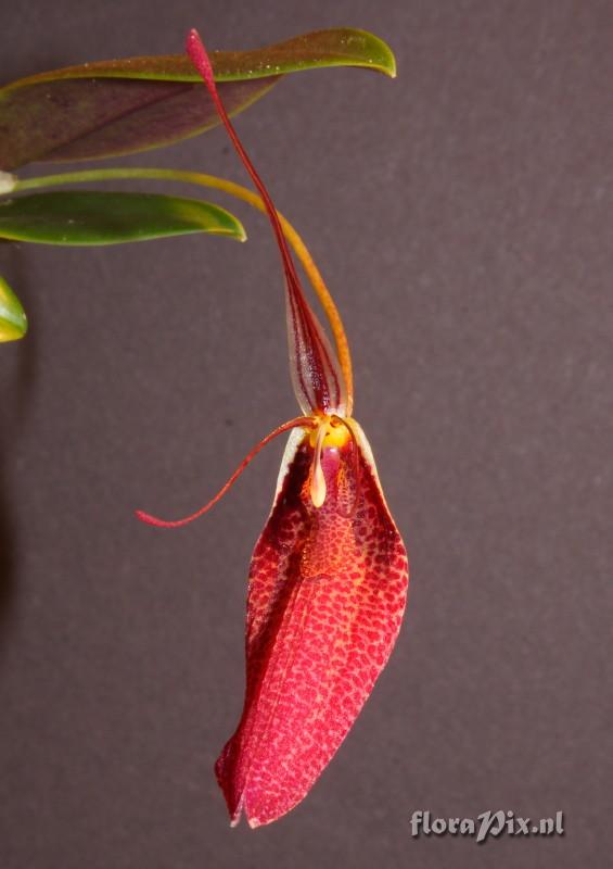 Restrepia guttata