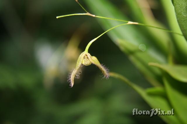 Ponerorchis graminifolia