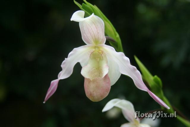 Phragmipedium Sedenii 