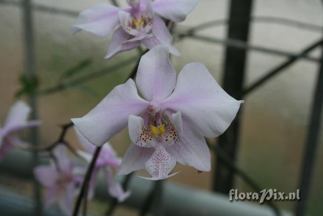 Phalaenopsis schilleriana