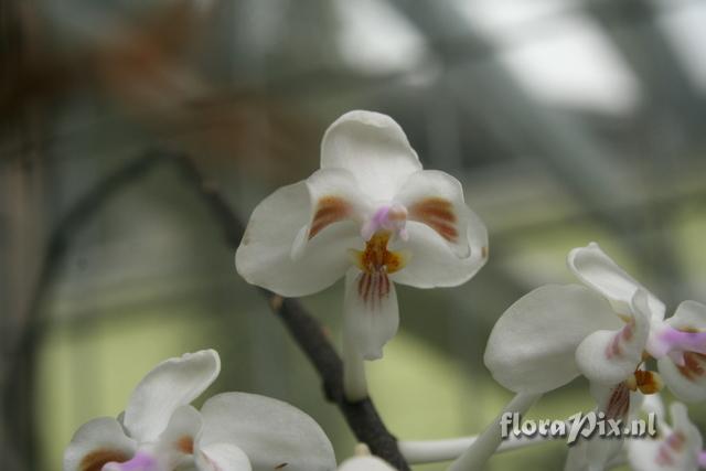 Phalaenopsis celebensis