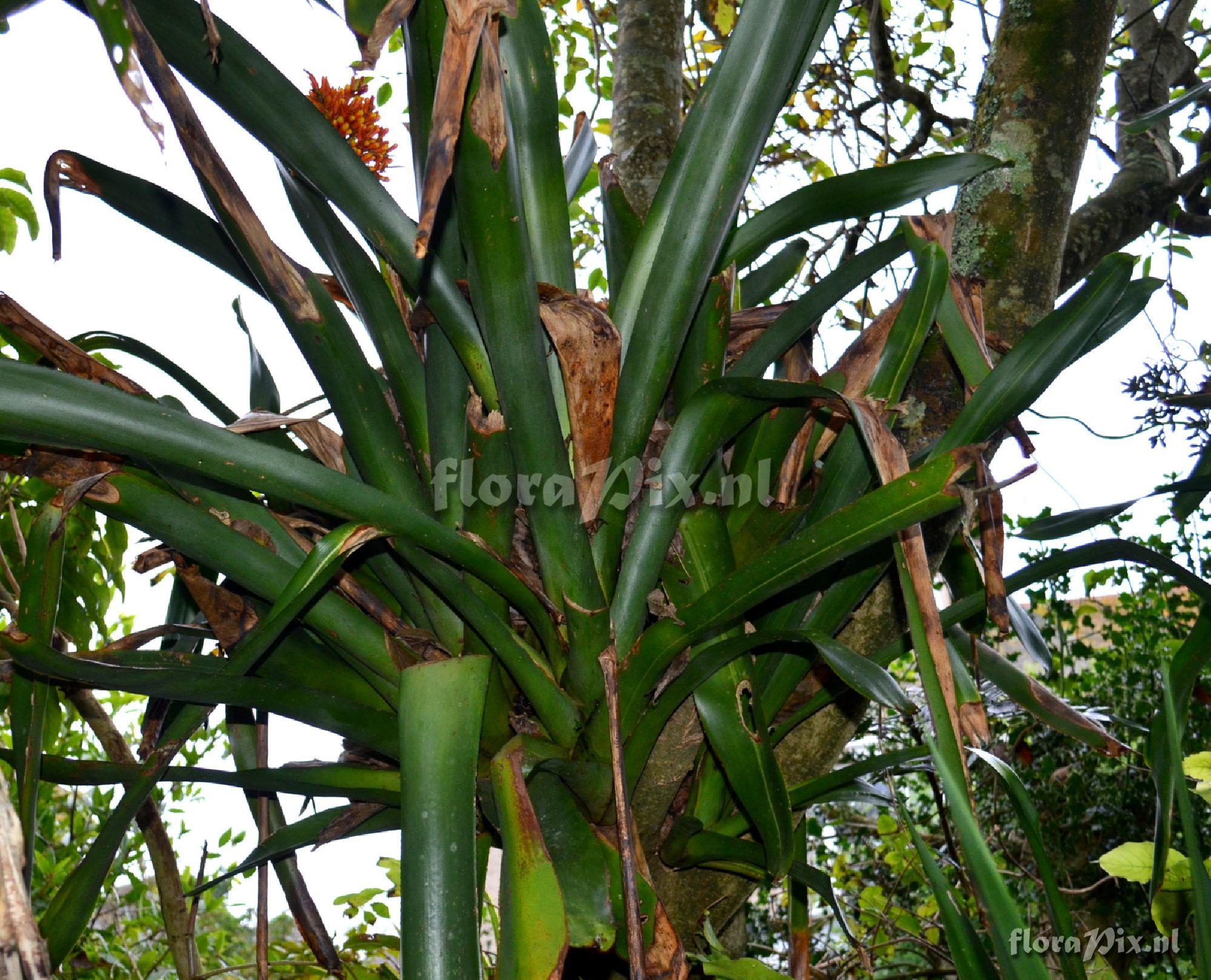 Aechmea caudata var. variegata