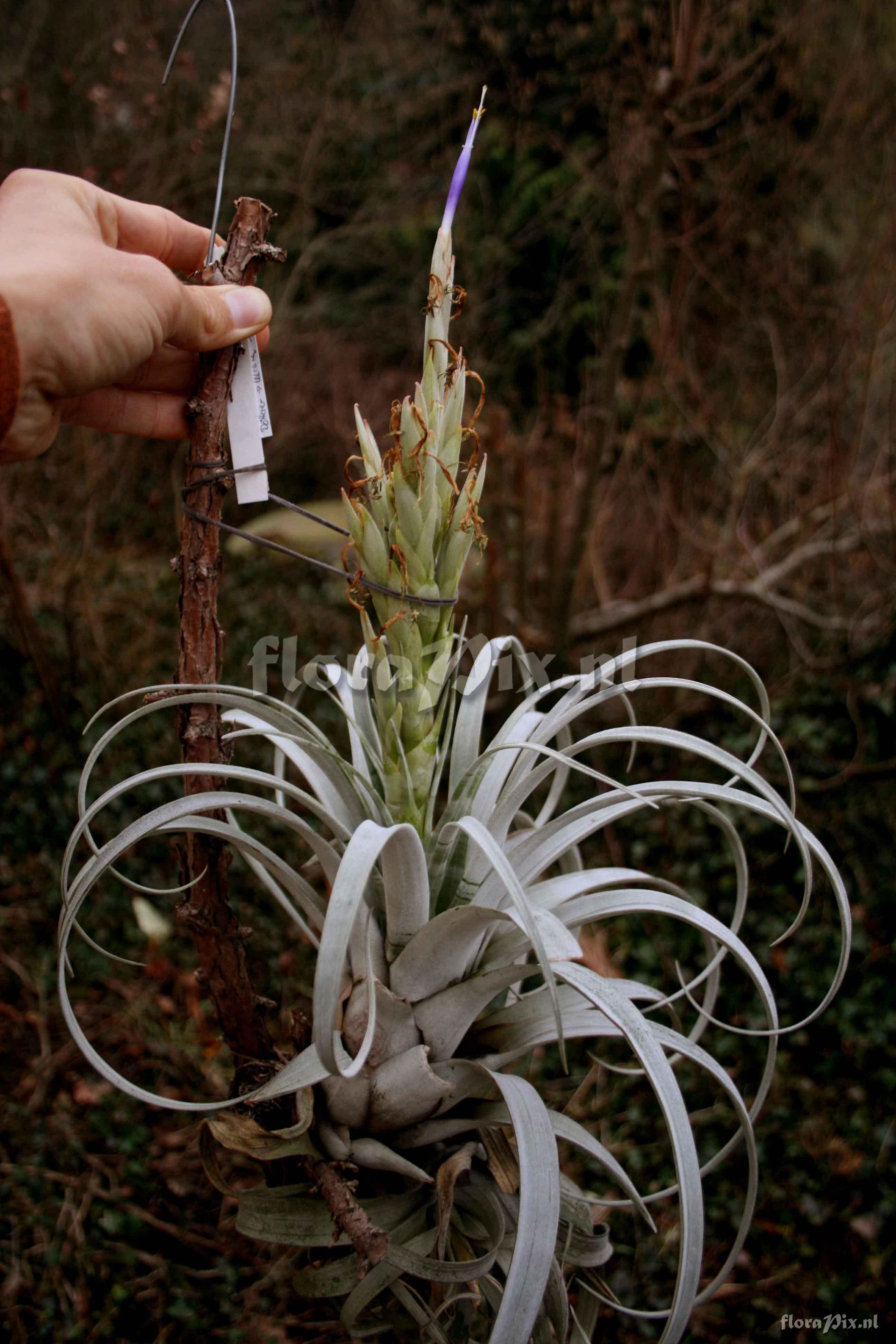 Tillandsia zacapanensis